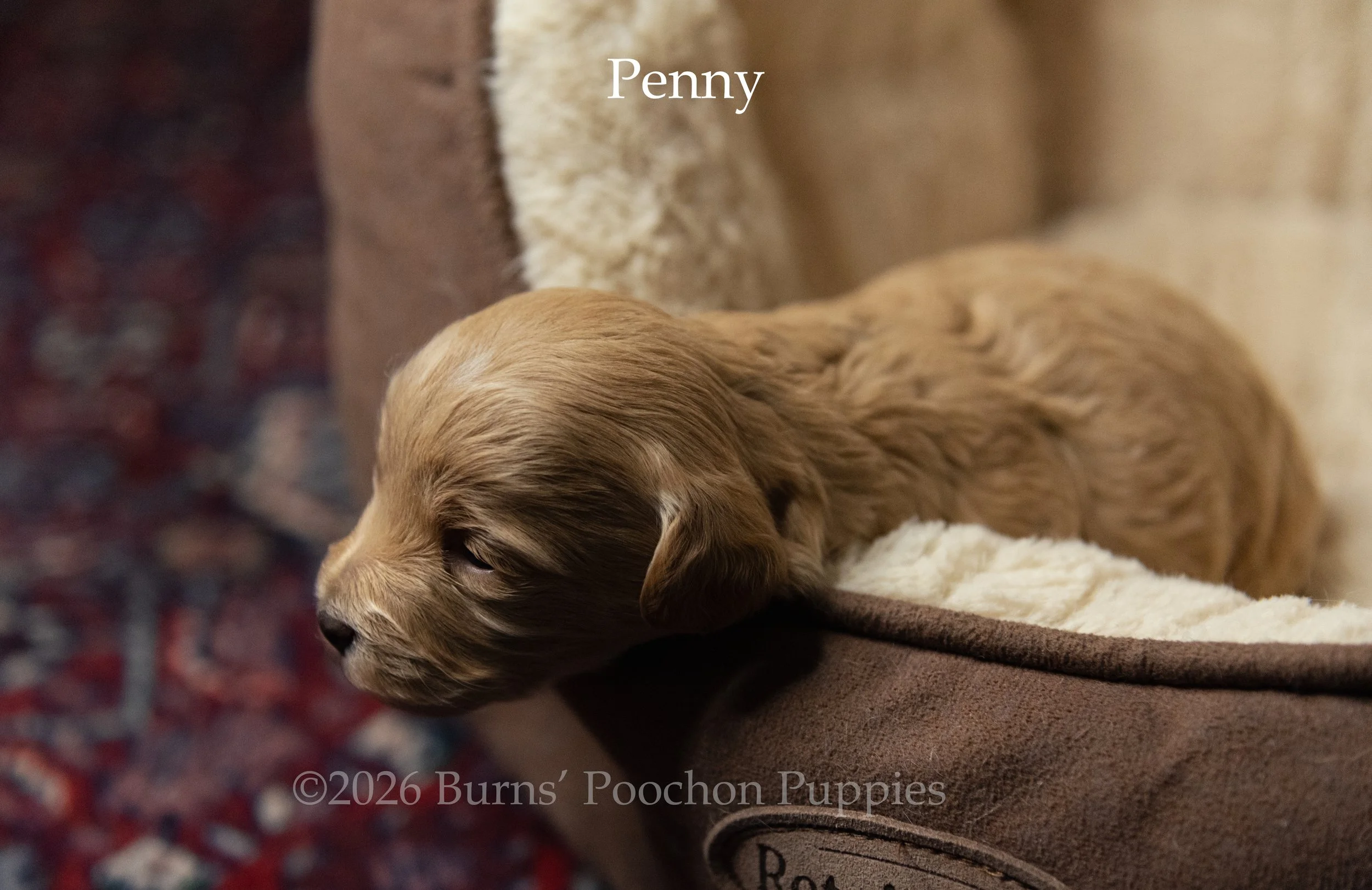 Penny, a female F1B Poochon Puppy sitting for their portrait.