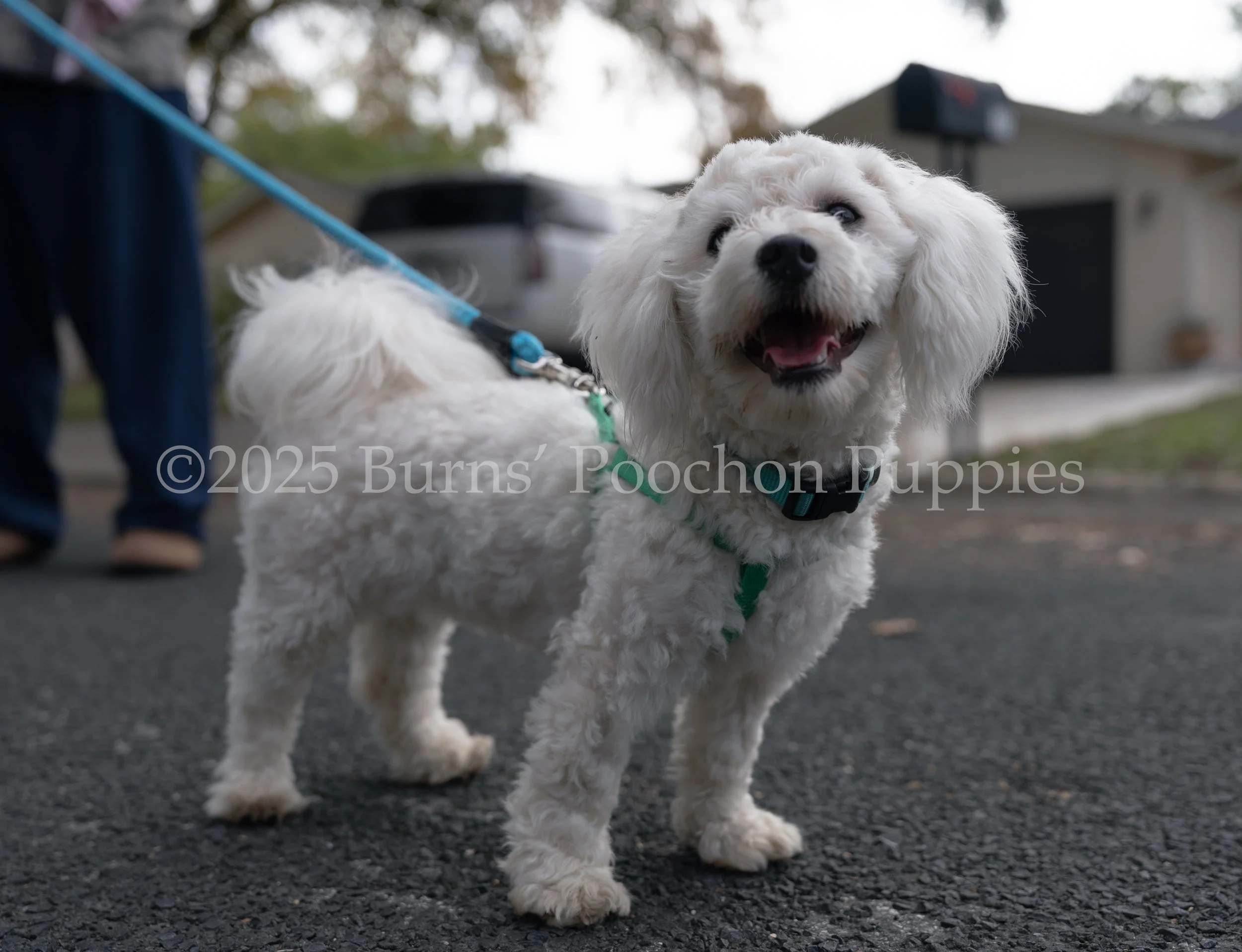 Millie, full blooded Bichon Frise, on a leash outside looking upward.