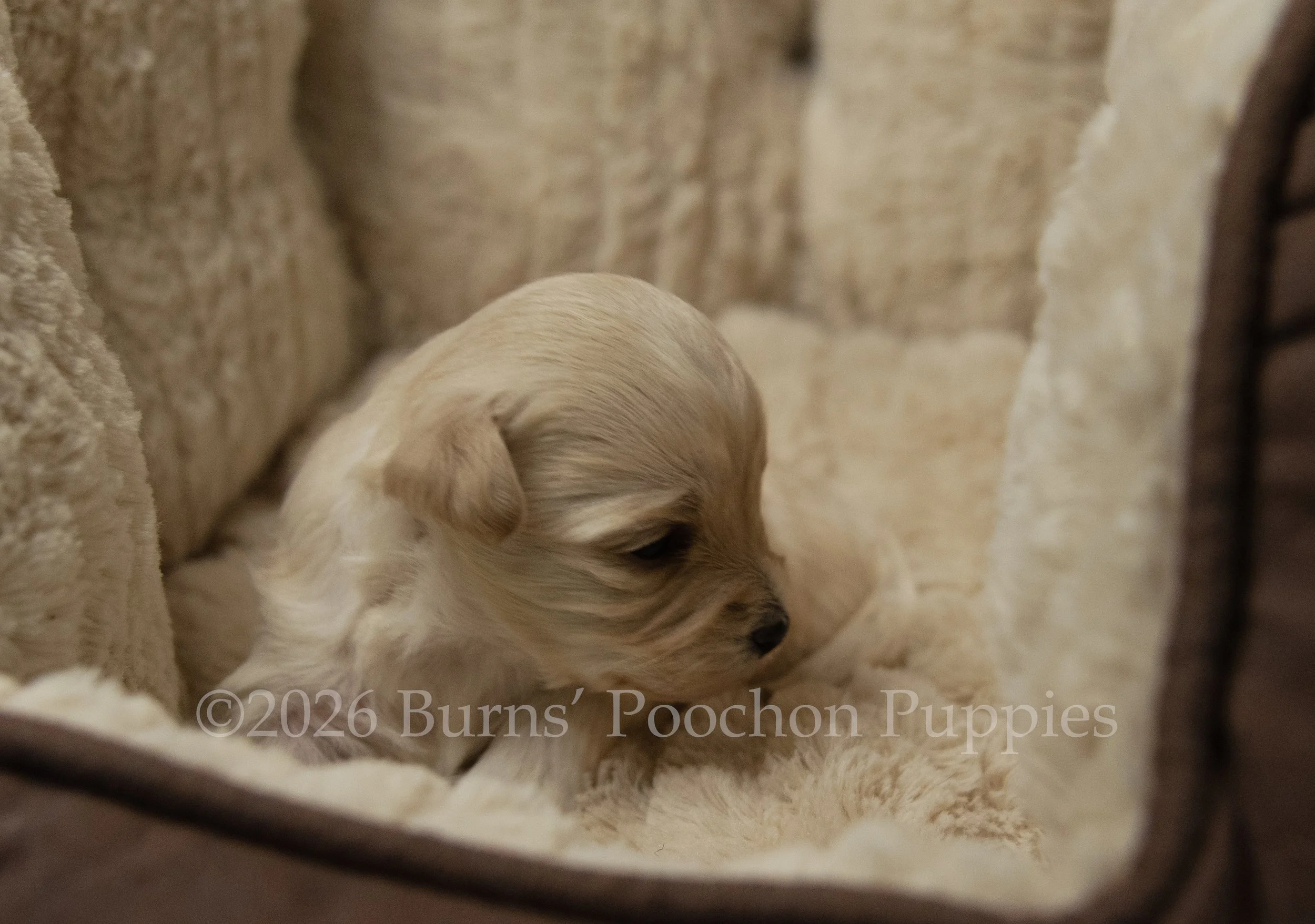 Ginny, female F1B Bichpoo Puppy at 3 weeks old.