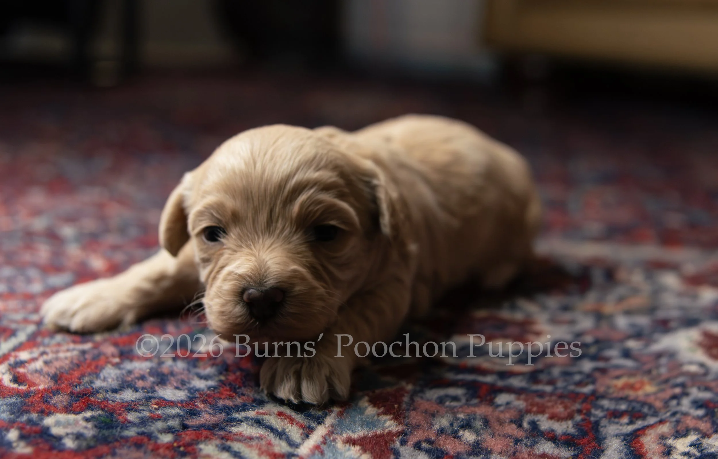Olive, female F1B Bichpoo Puppy at 3 weeks old.