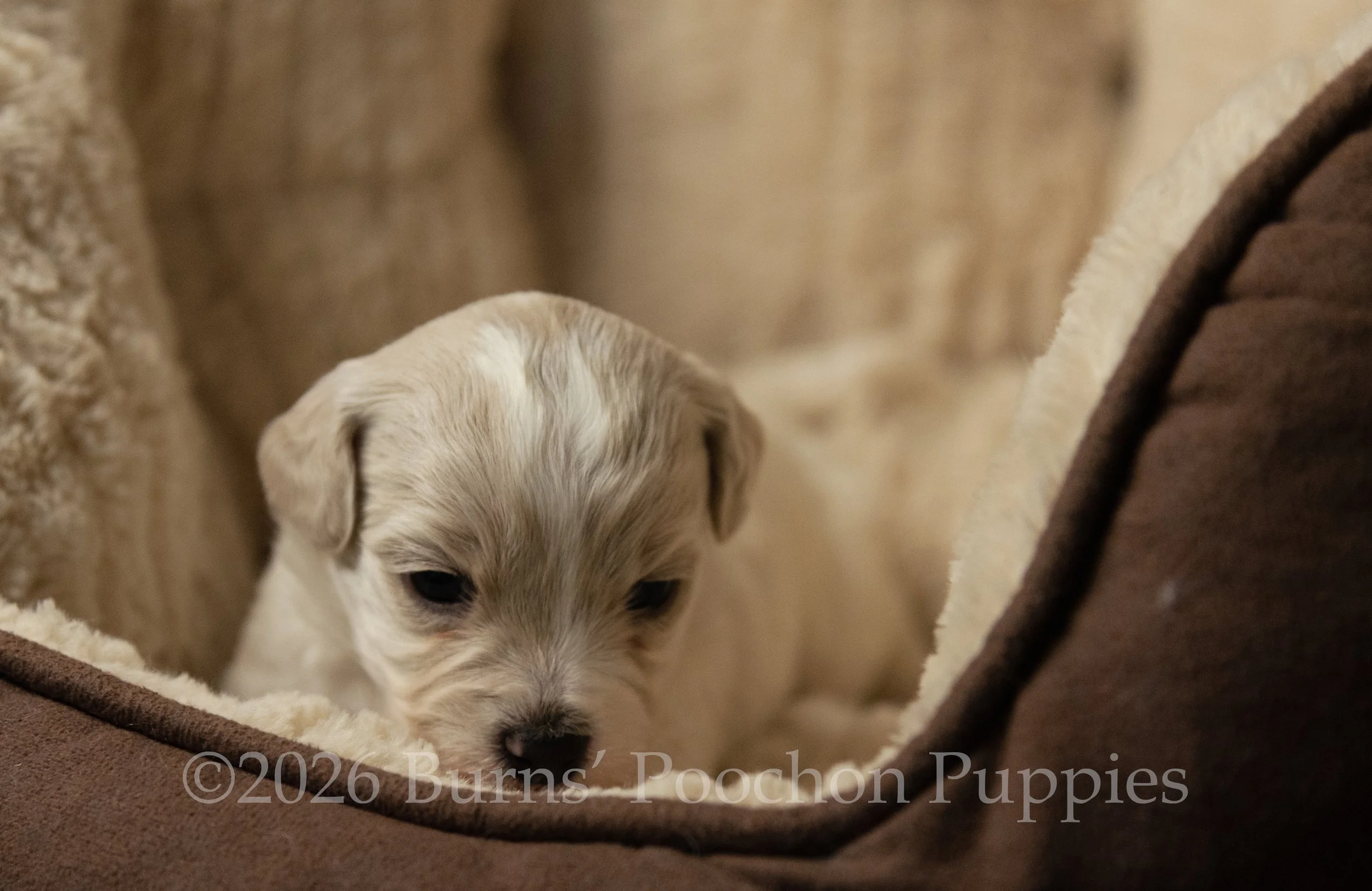 Gatsby, male F1B Bichpoo Puppy at 3 weeks old.