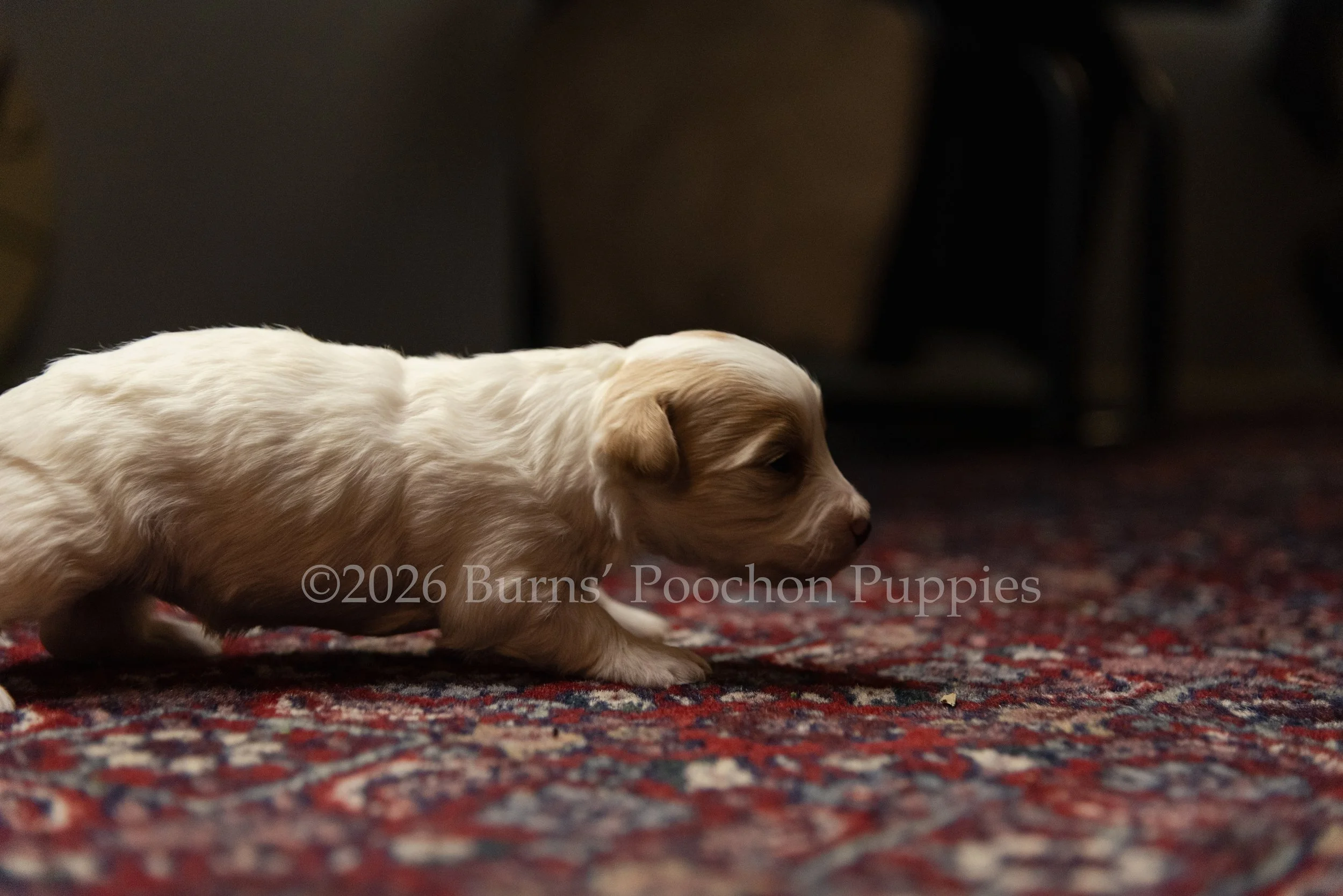Rosie, female F1B Bichpoo Puppy at 3 weeks old.