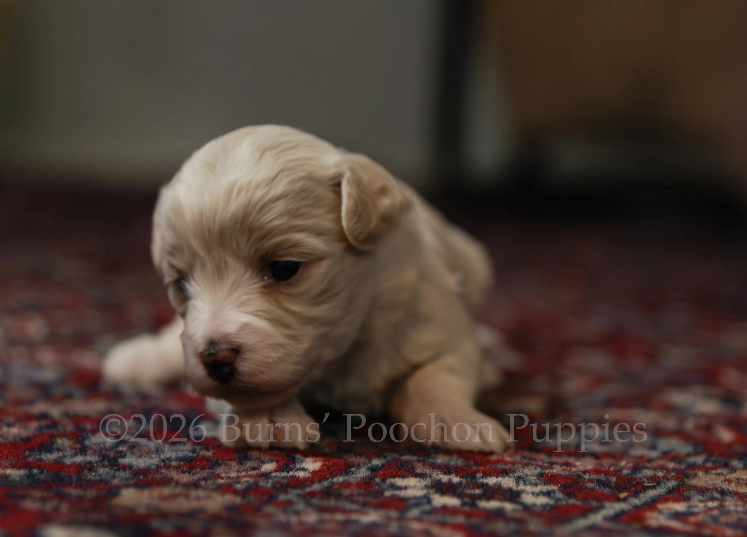 Chanel, female F1B Bichpoo Puppy at 3 weeks old.