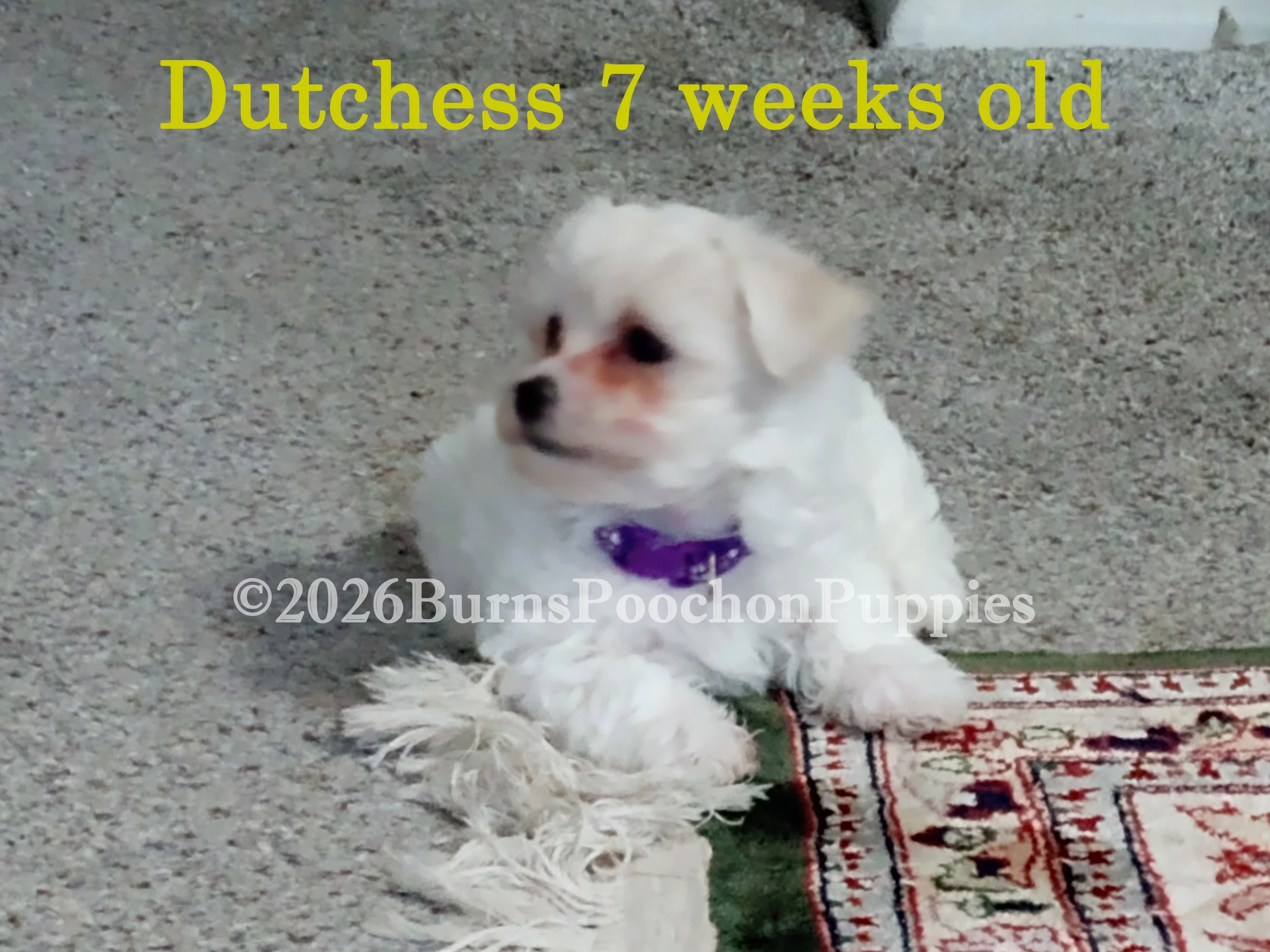 2026 05 11 Dutchess 7 wks b wc.jpg
