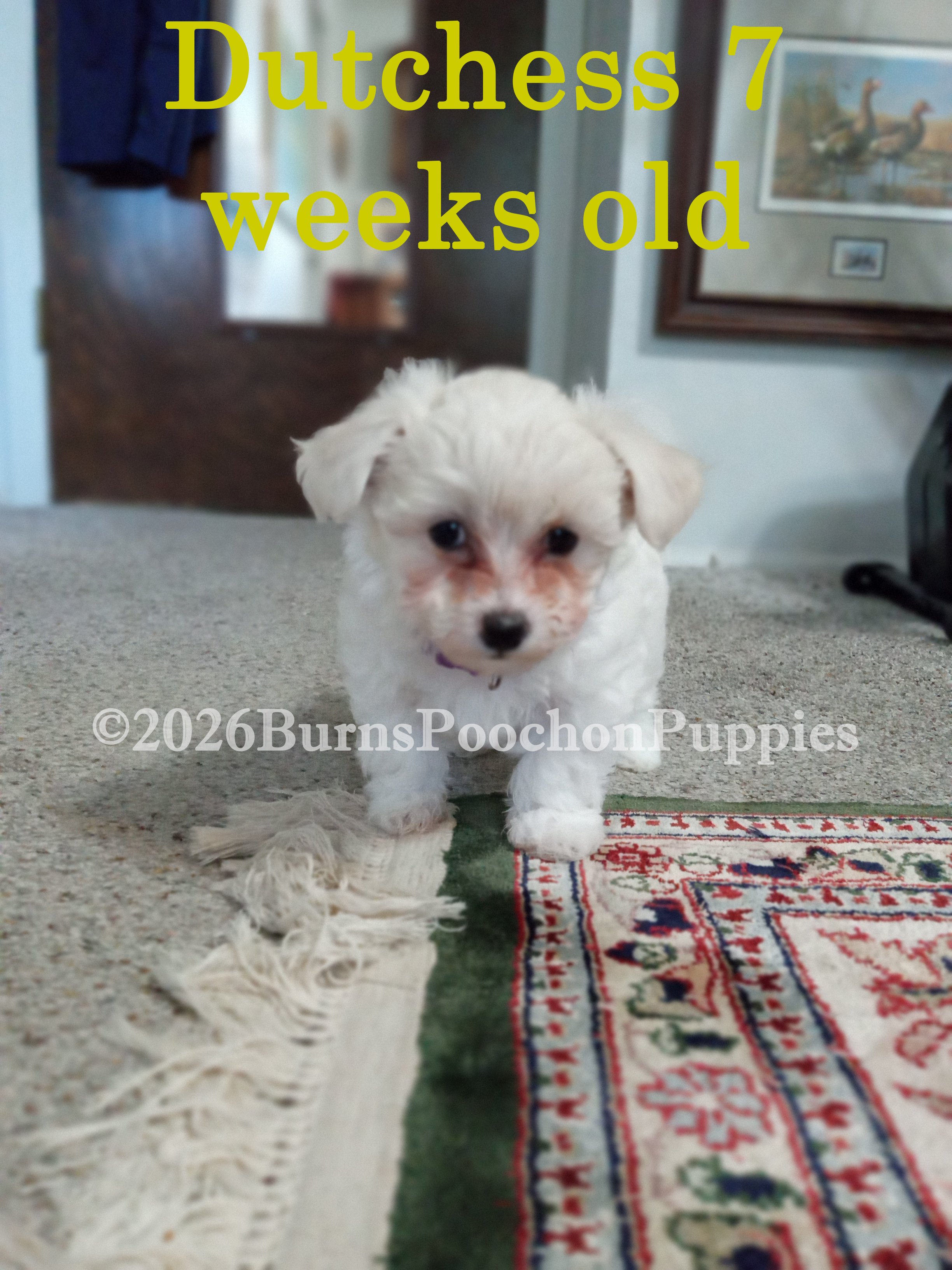 2026 05 11 Dutchess 7wks c wc.jpg