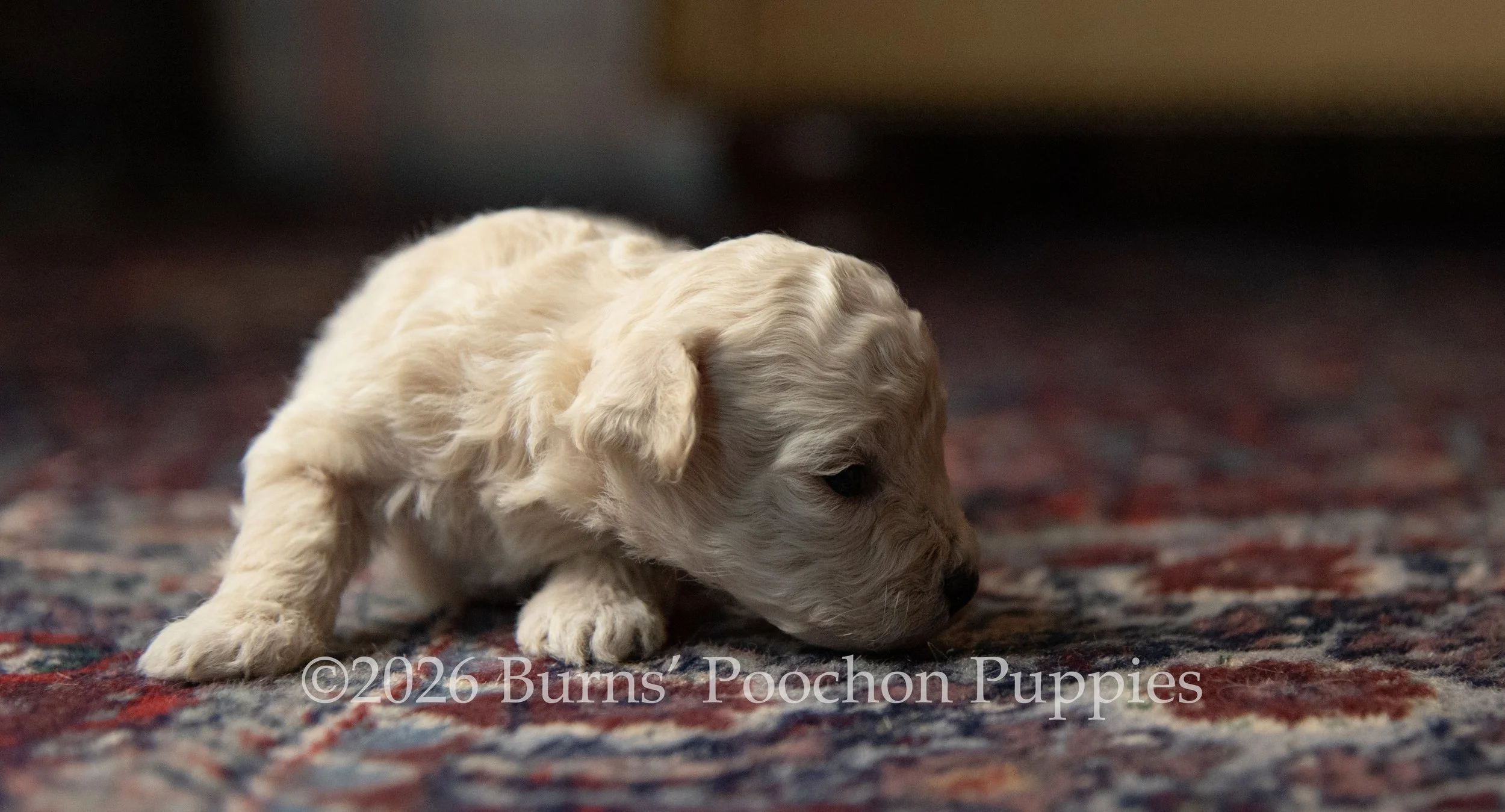 Agatha, female F1B Bichpoo Puppy at 3 weeks old.