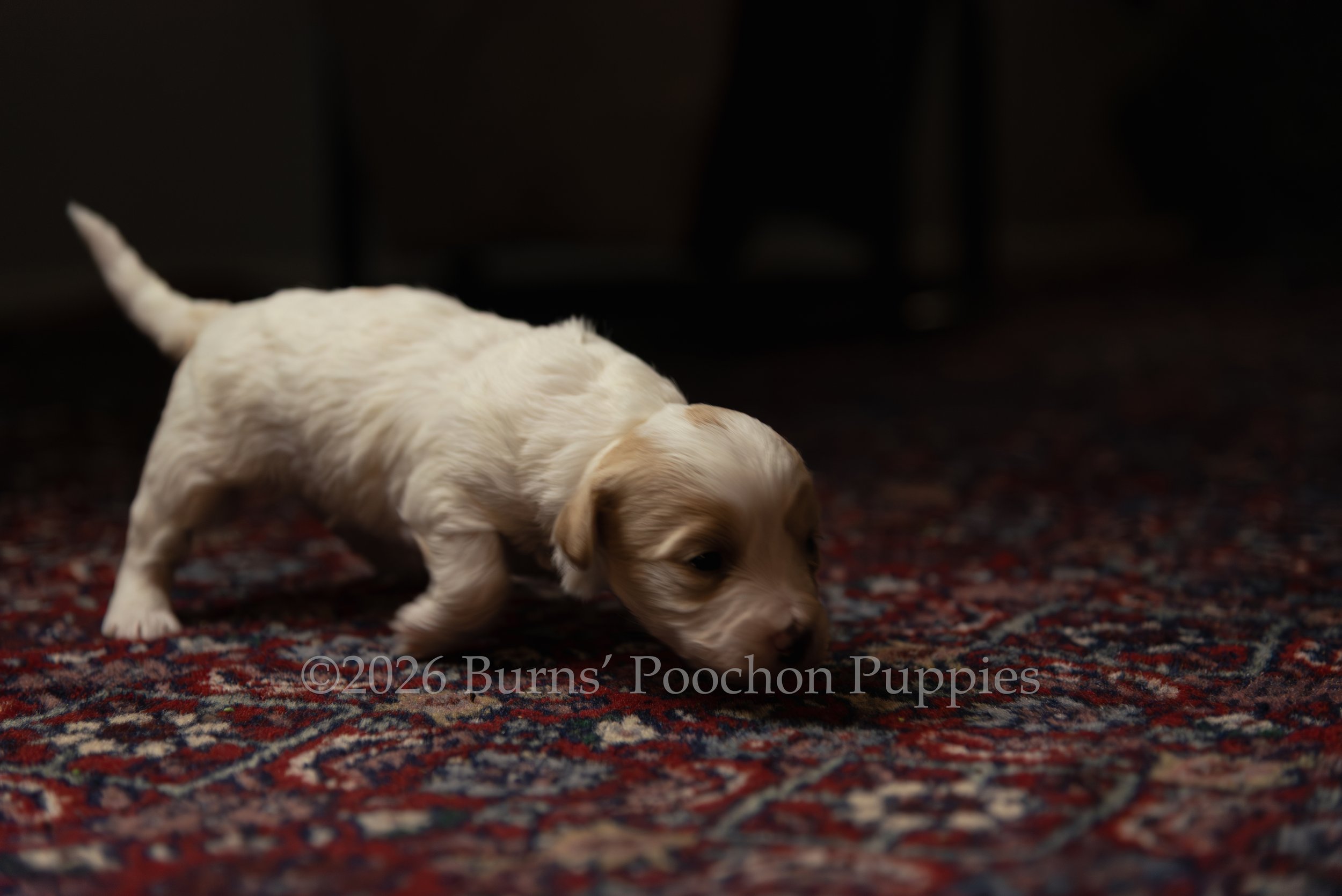 Rosie, female F1B Bichpoo Puppy at 3 weeks old.