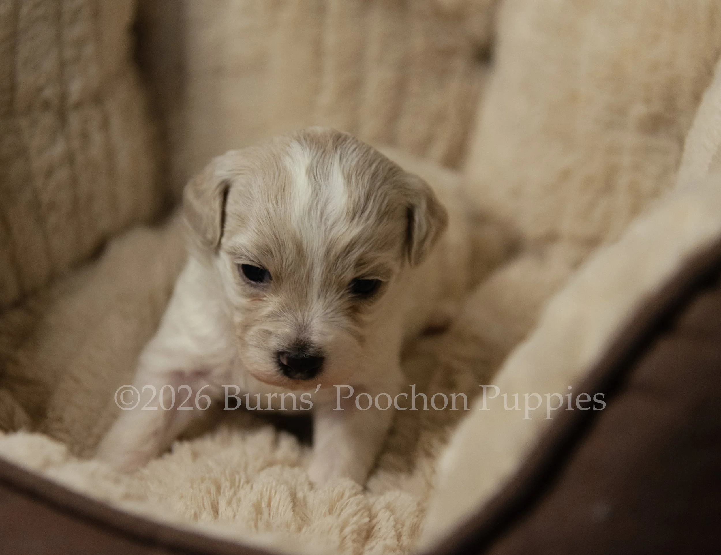 Gatsby, male F1B Bichpoo Puppy at 3 weeks old.