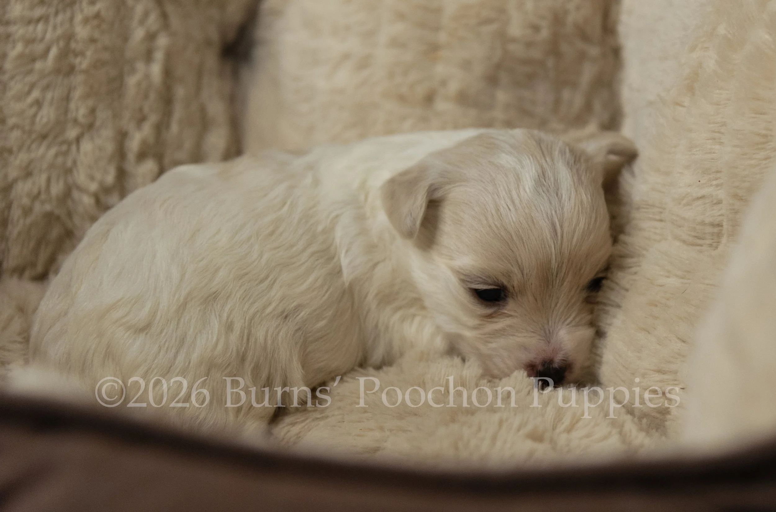 Dutchess, female F1B Bichpoo Puppy at 3 weeks old.