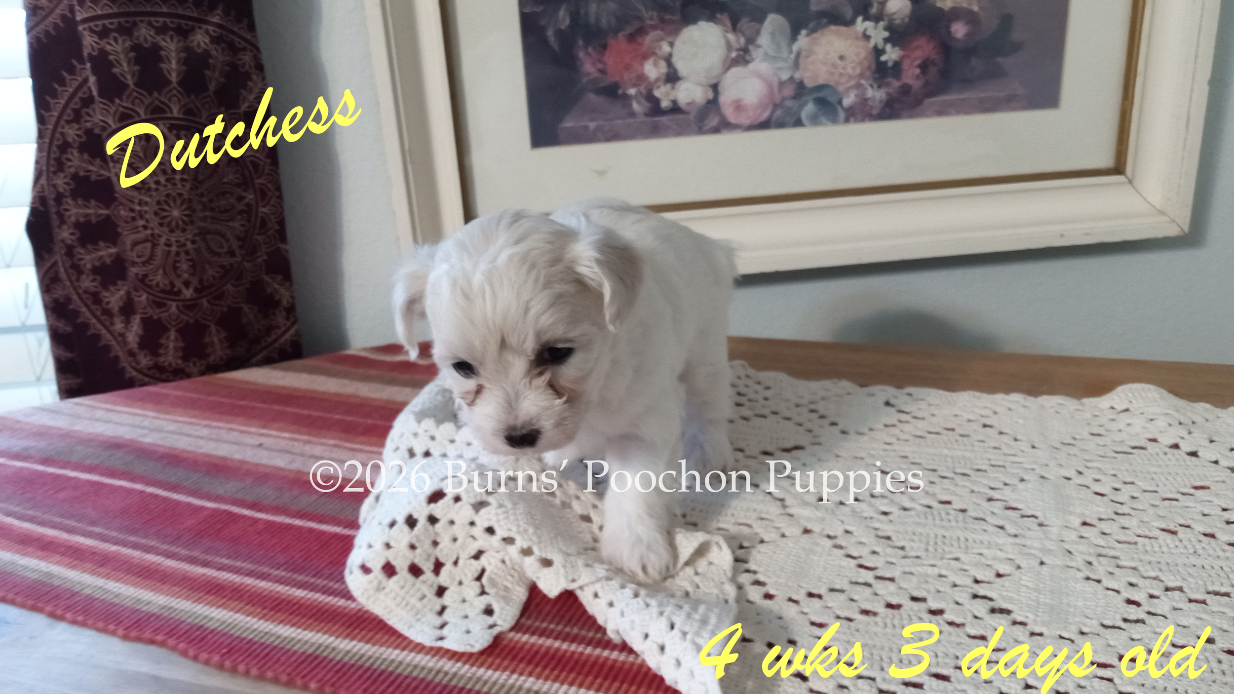 Poochon puppy Dutchess at 4 wks 3 days