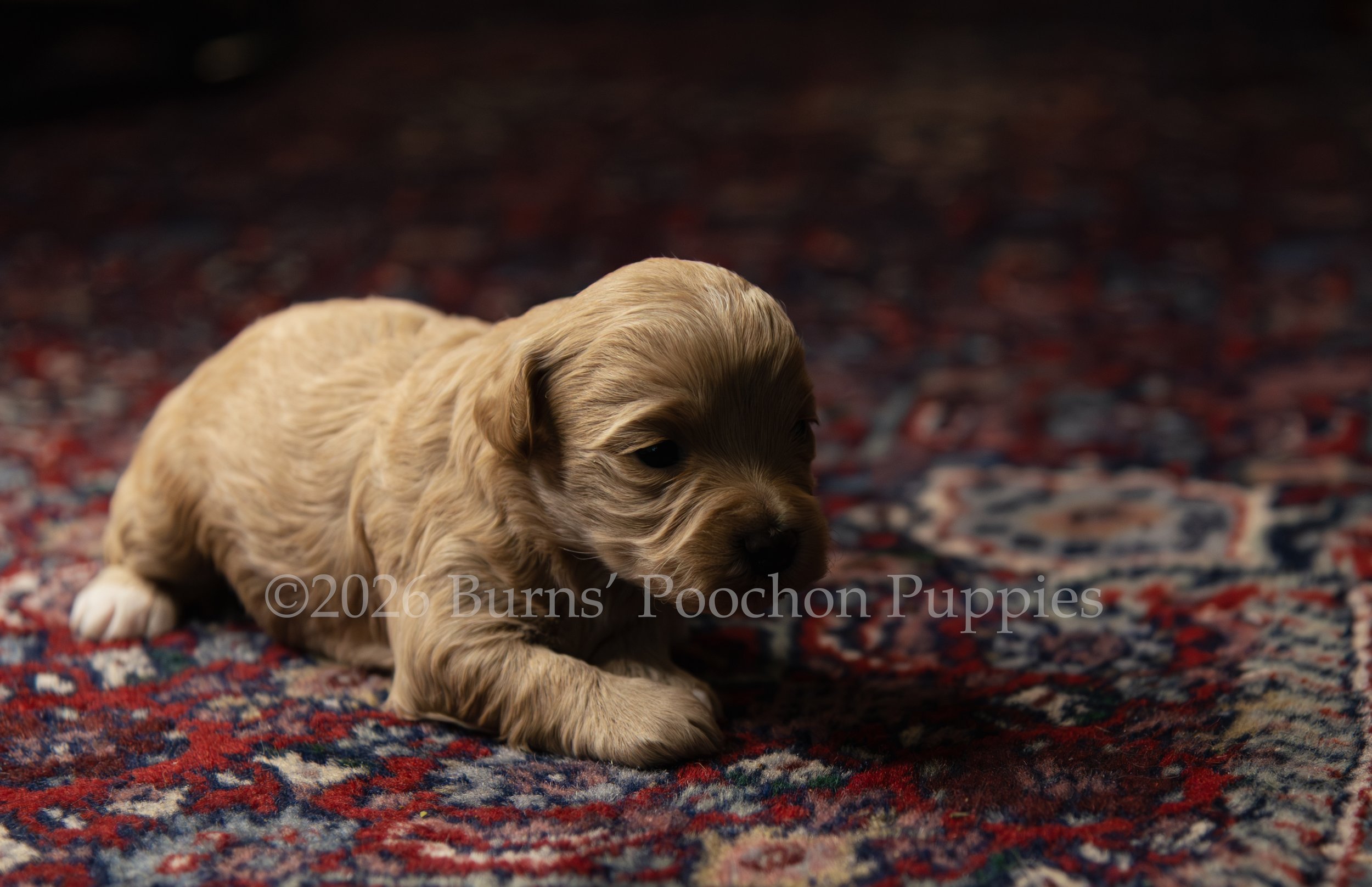 Penny, female F1B Bichpoo Puppy at 3 weeks old.