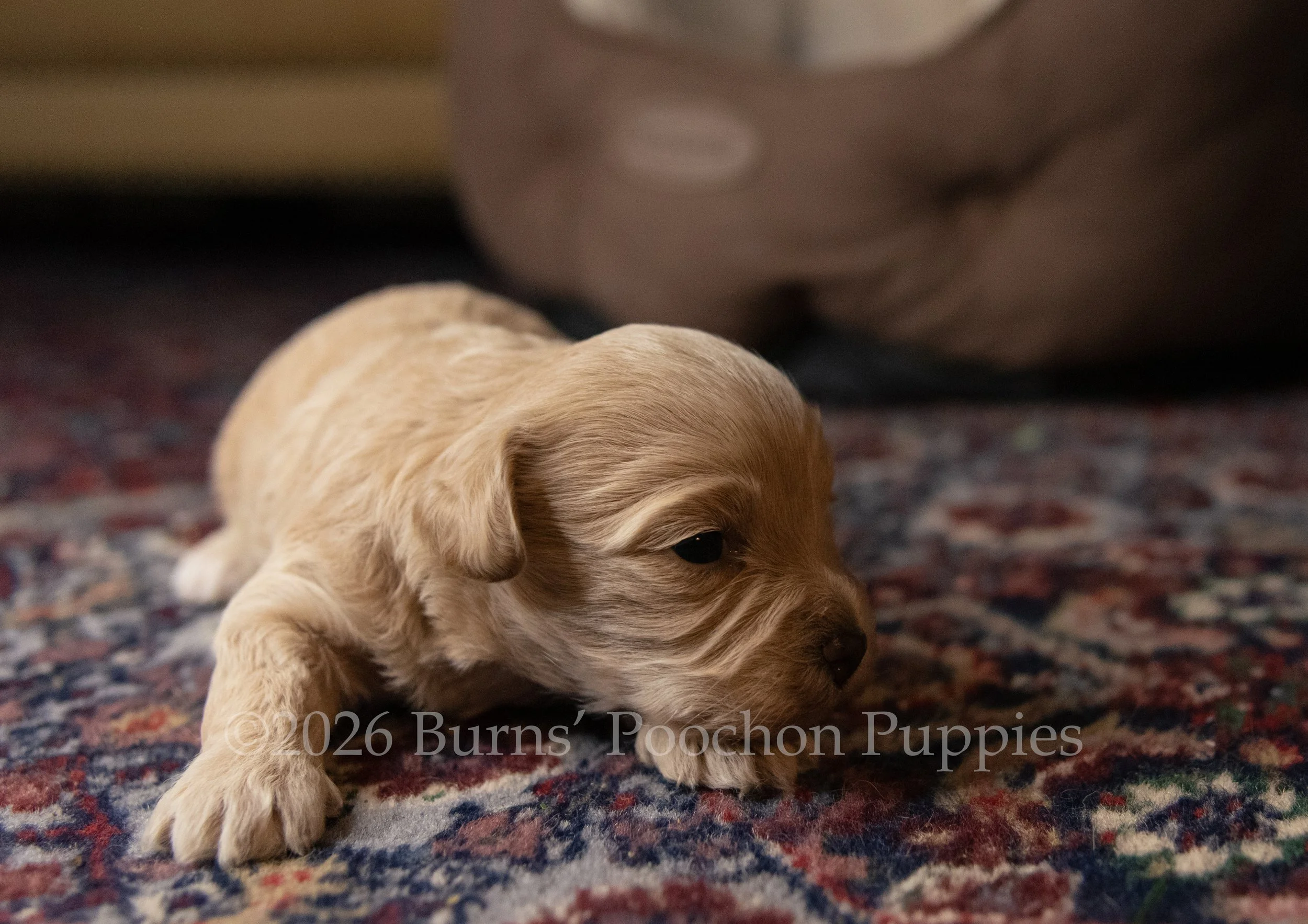 Olive, female F1B Bichpoo Puppy at 3 weeks old.
