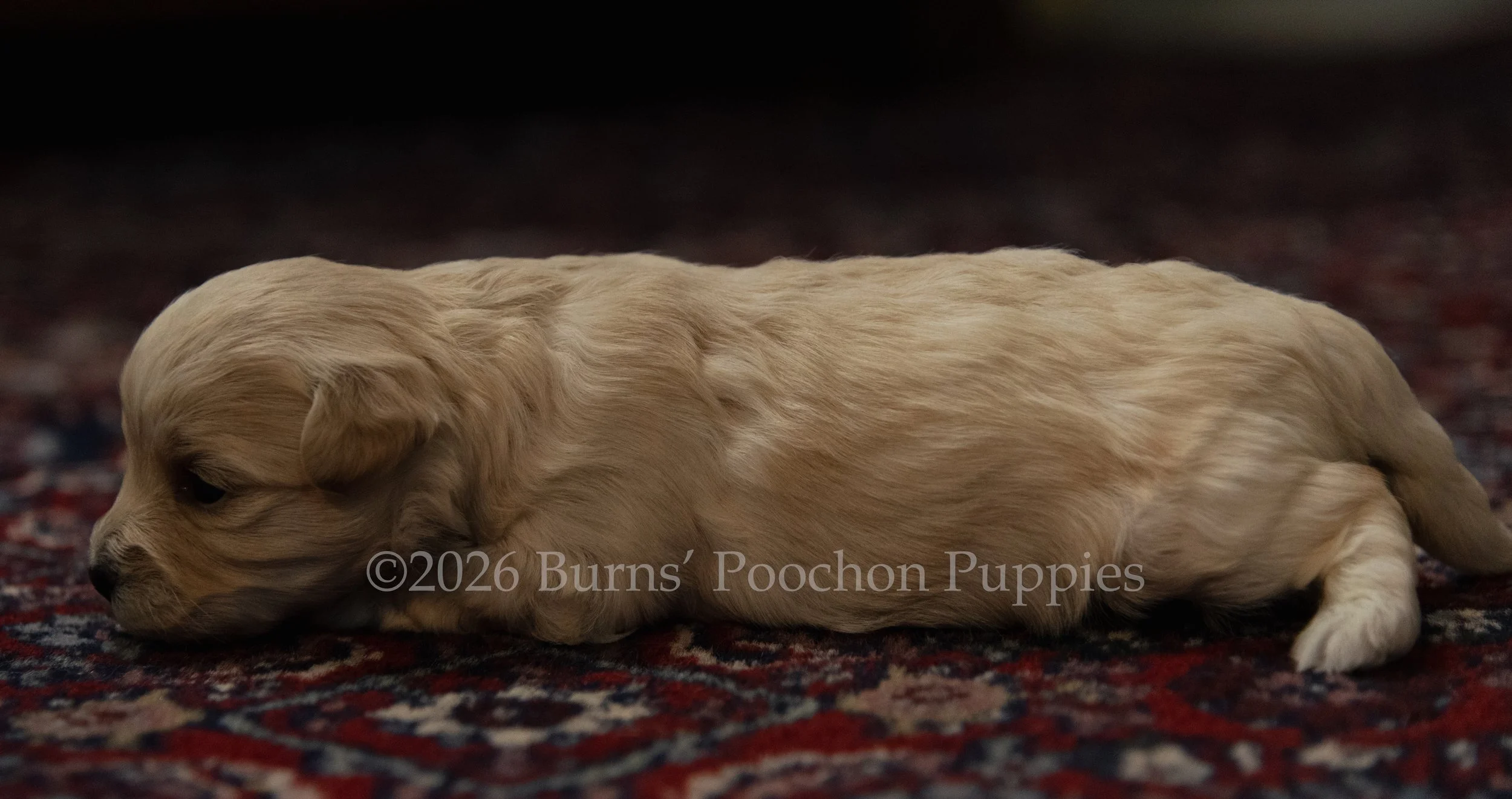 Ginny, female F1B Bichpoo Puppy at 3 weeks old.