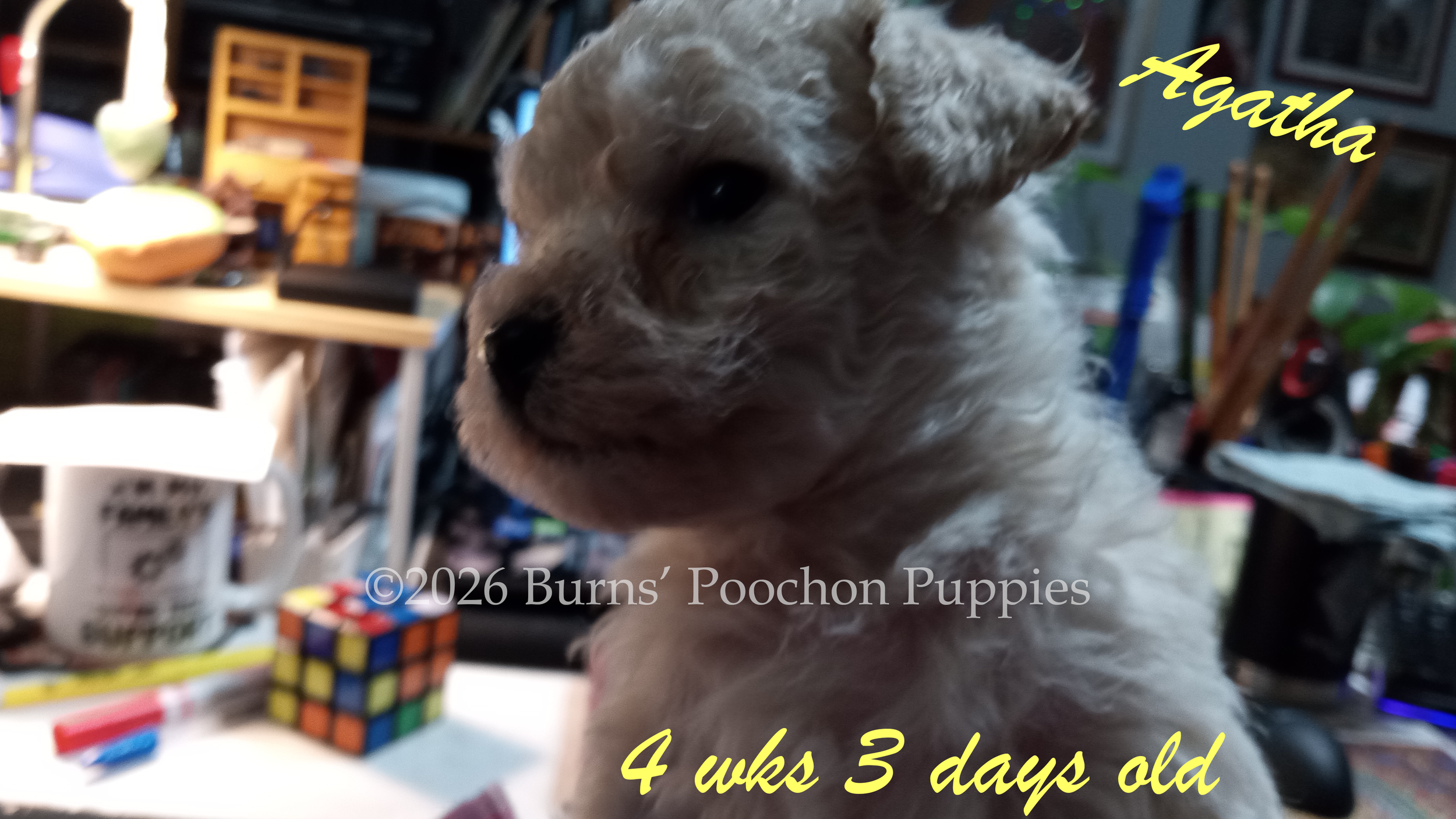 Poochon puppy Agatha at 4 wks 3 days