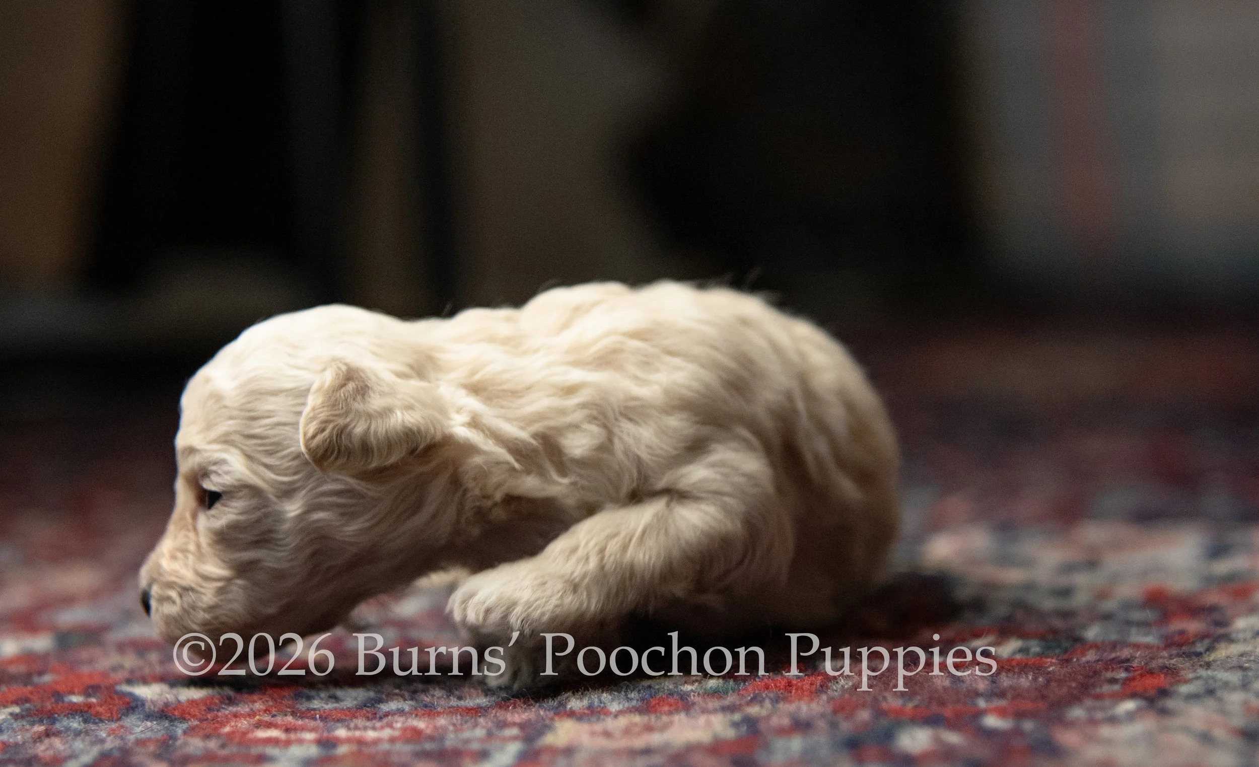 Agatha, female F1B Bichpoo Puppy at 3 weeks old.