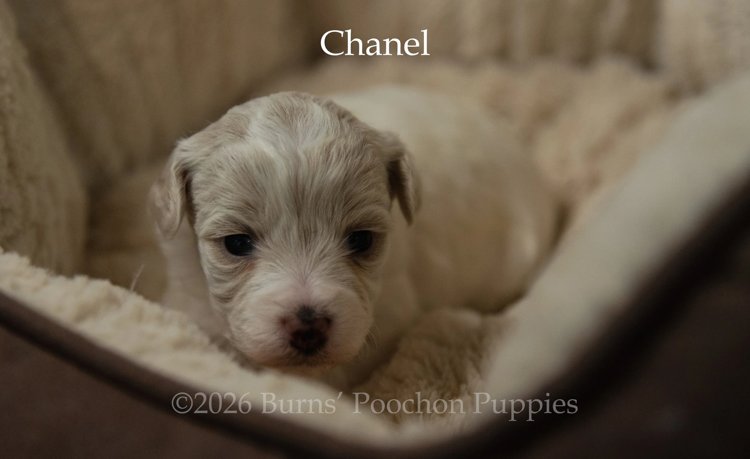 Chanel, a female F1B Poochon Puppy sitting for their portrait.