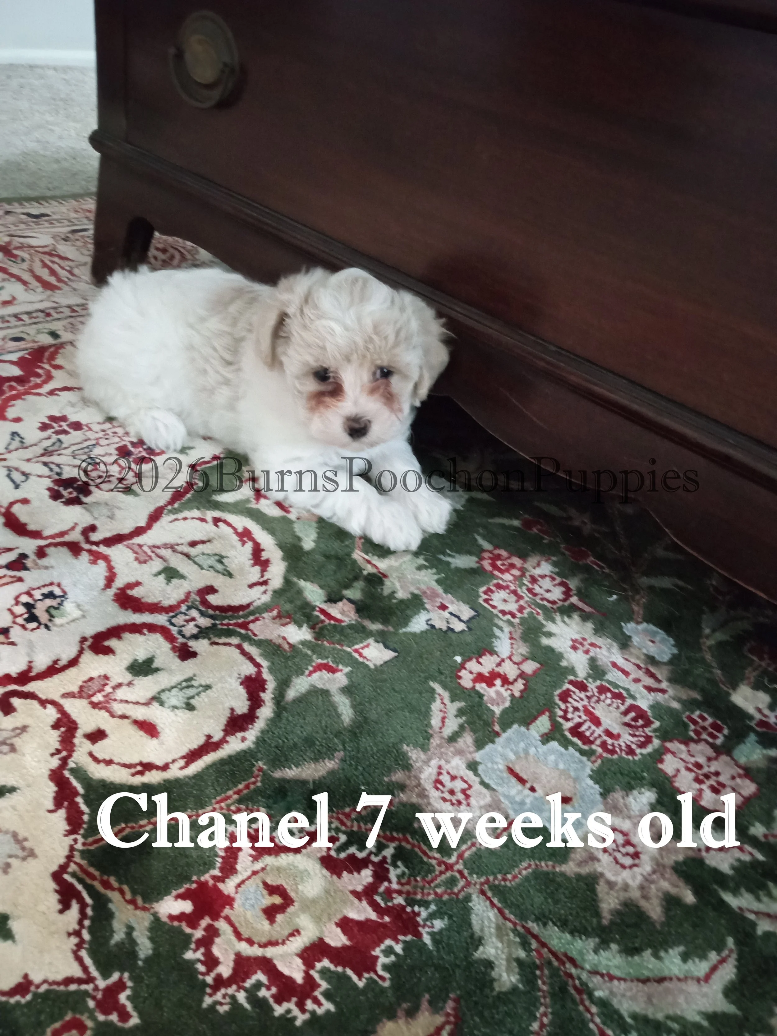 2026 05 11 Chanel 7 wks wc.jpg