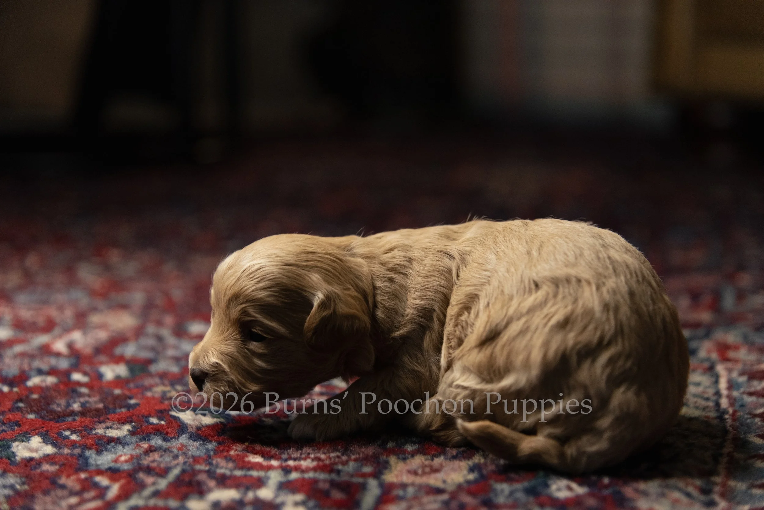 Penny, female F1B Bichpoo Puppy at 3 weeks old.