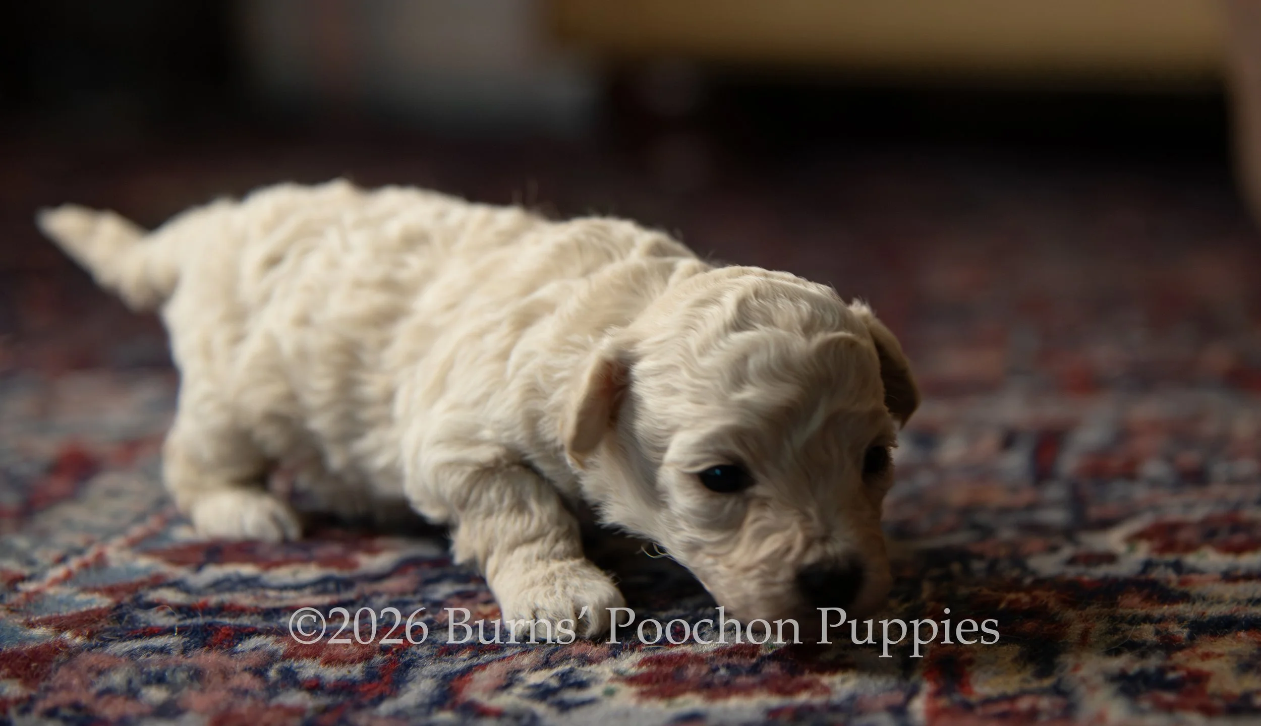 Agatha, female F1B Bichpoo Puppy at 3 weeks old.