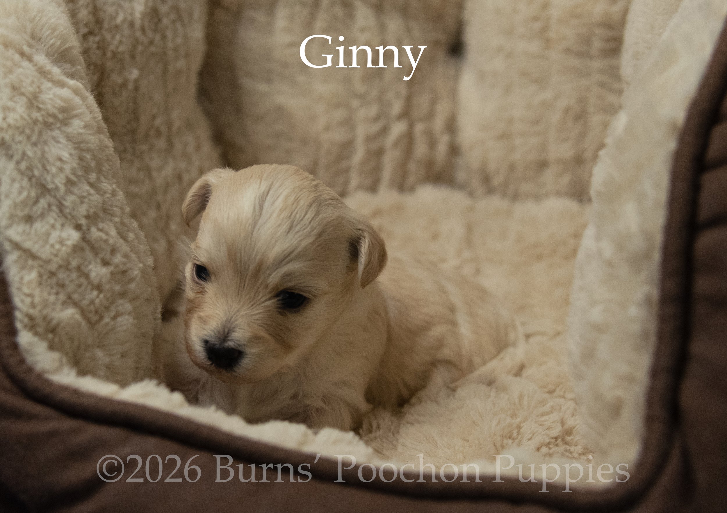 Ginny, female F1B Bichpoo Puppy at 3 weeks old.