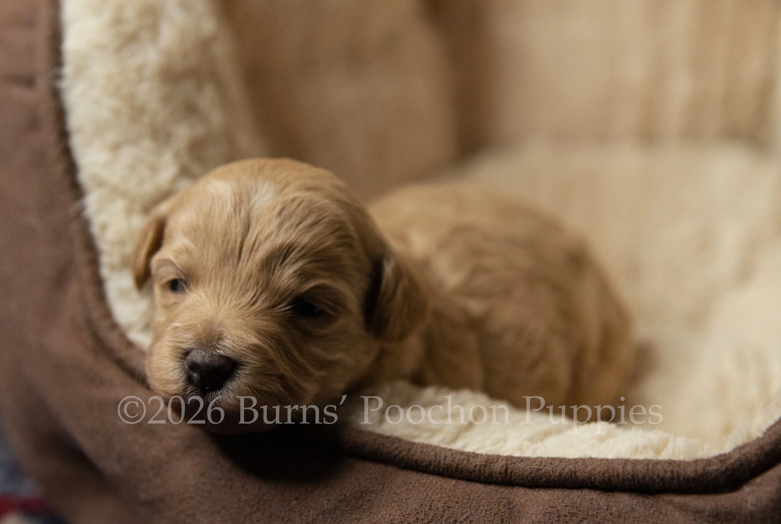 Penny, female F1B Bichpoo Puppy at 3 weeks old.