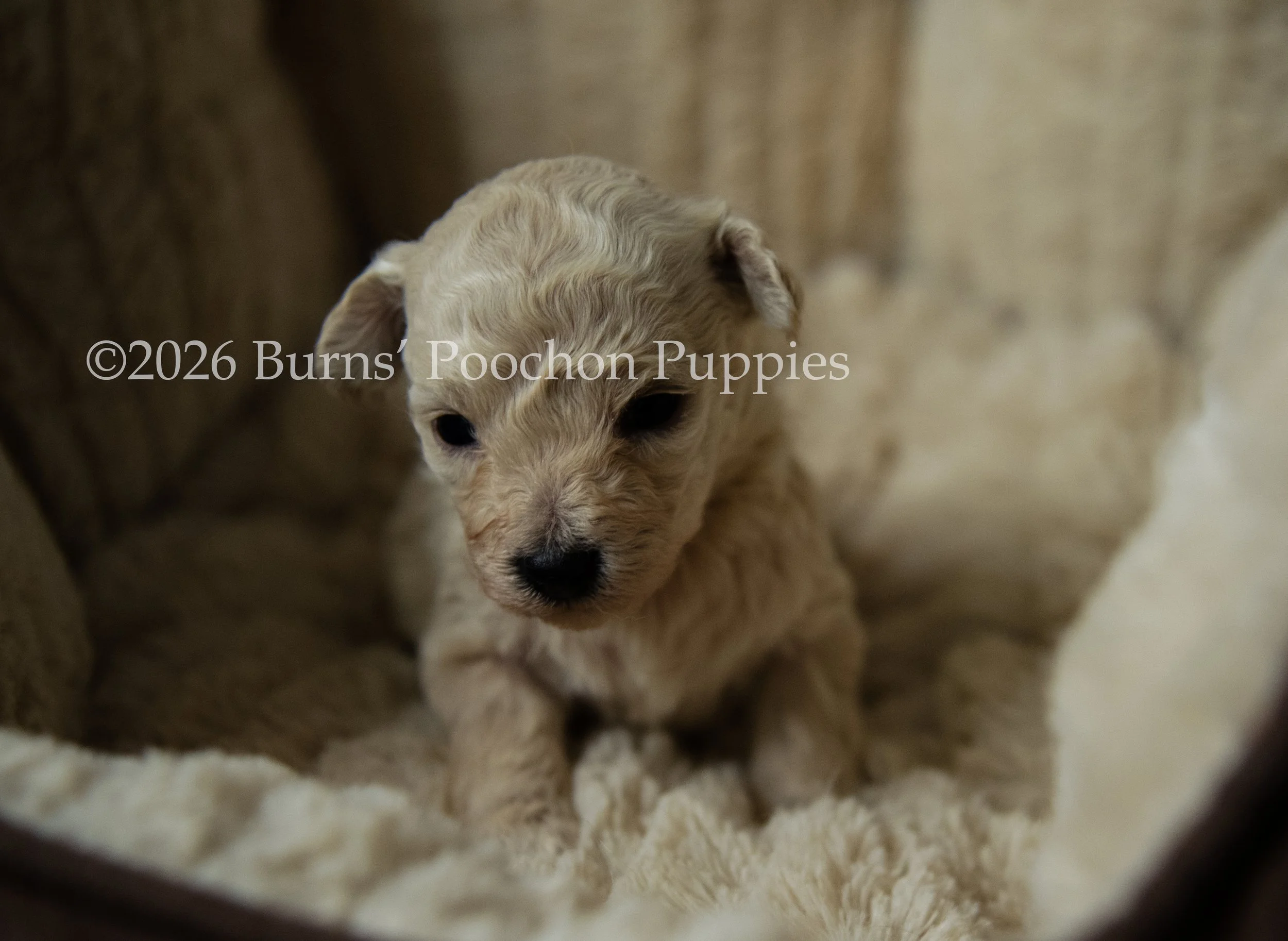 Agatha, female F1B Bichpoo Puppy at 3 weeks old.