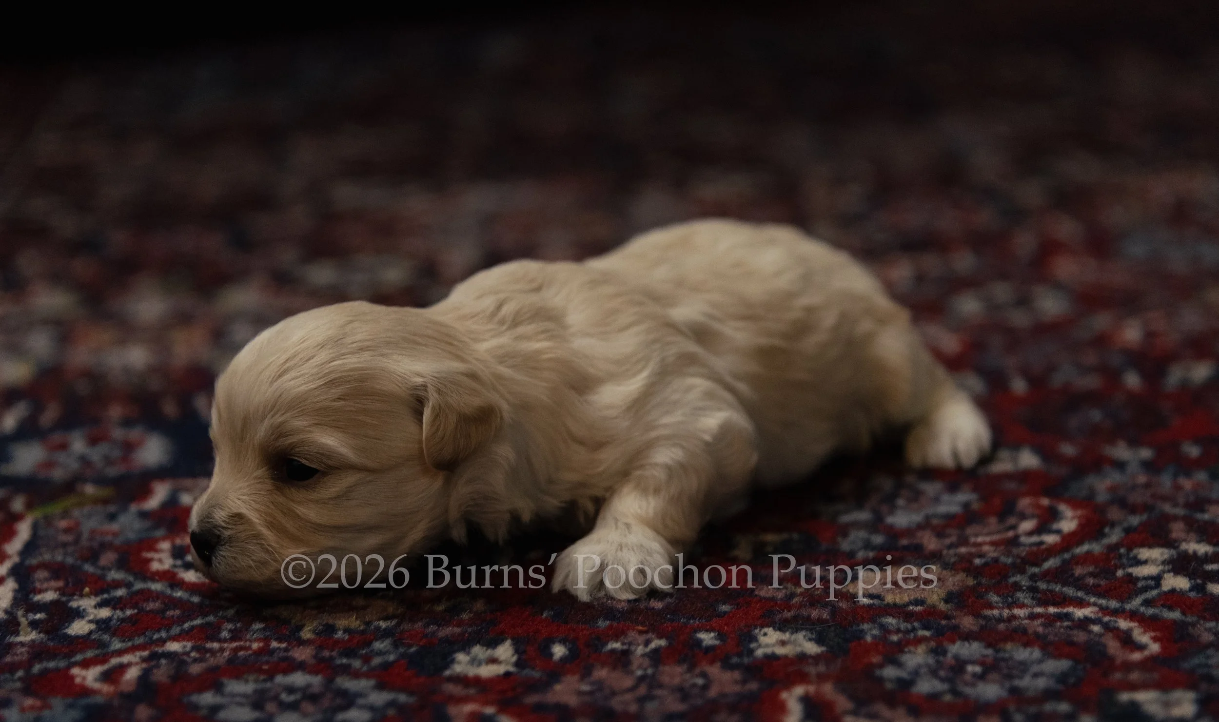 Ginny, female F1B Bichpoo Puppy at 3 weeks old.