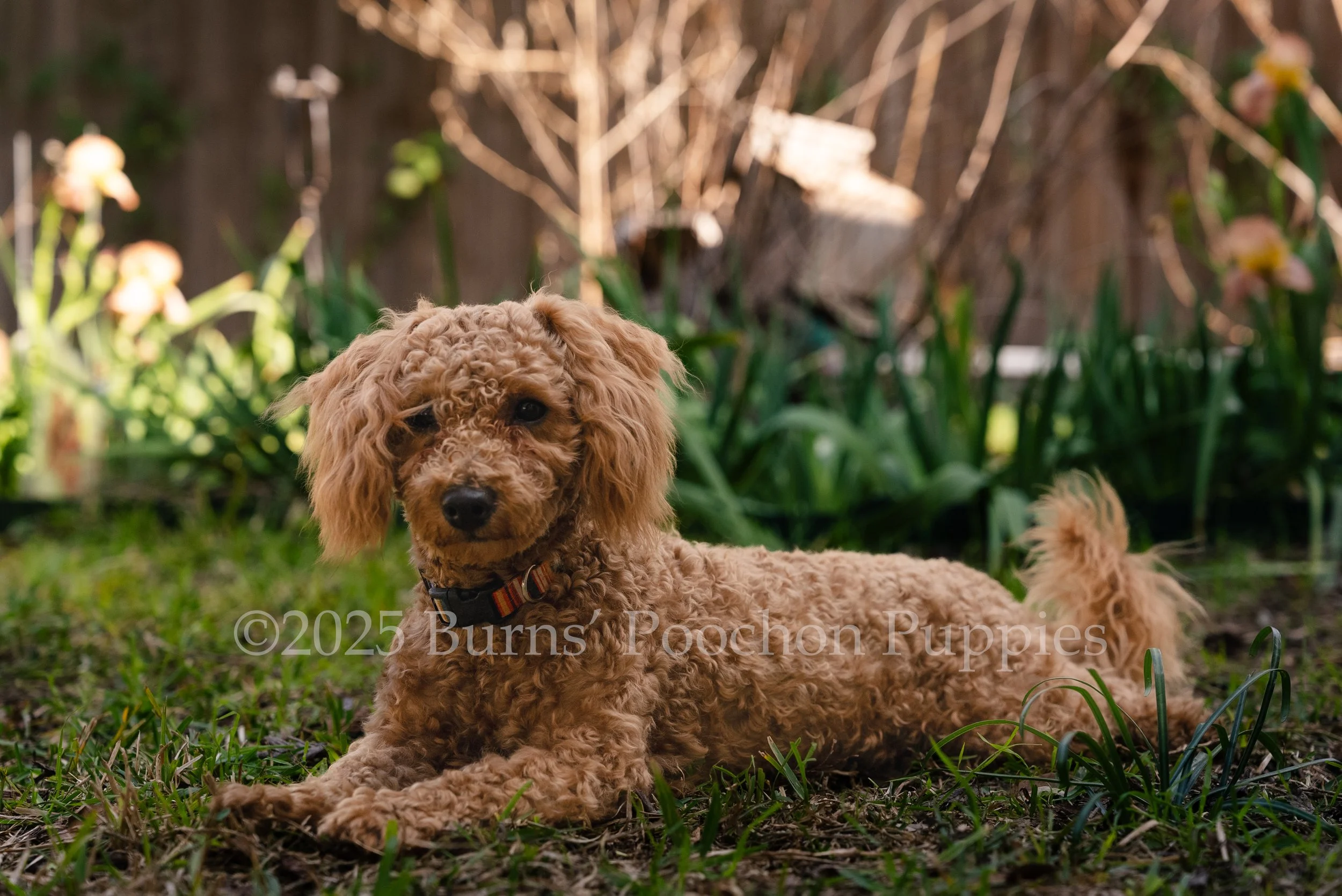Bentley, half Bichon Frise and half MiniPoodle laying down on the grass looking forward.