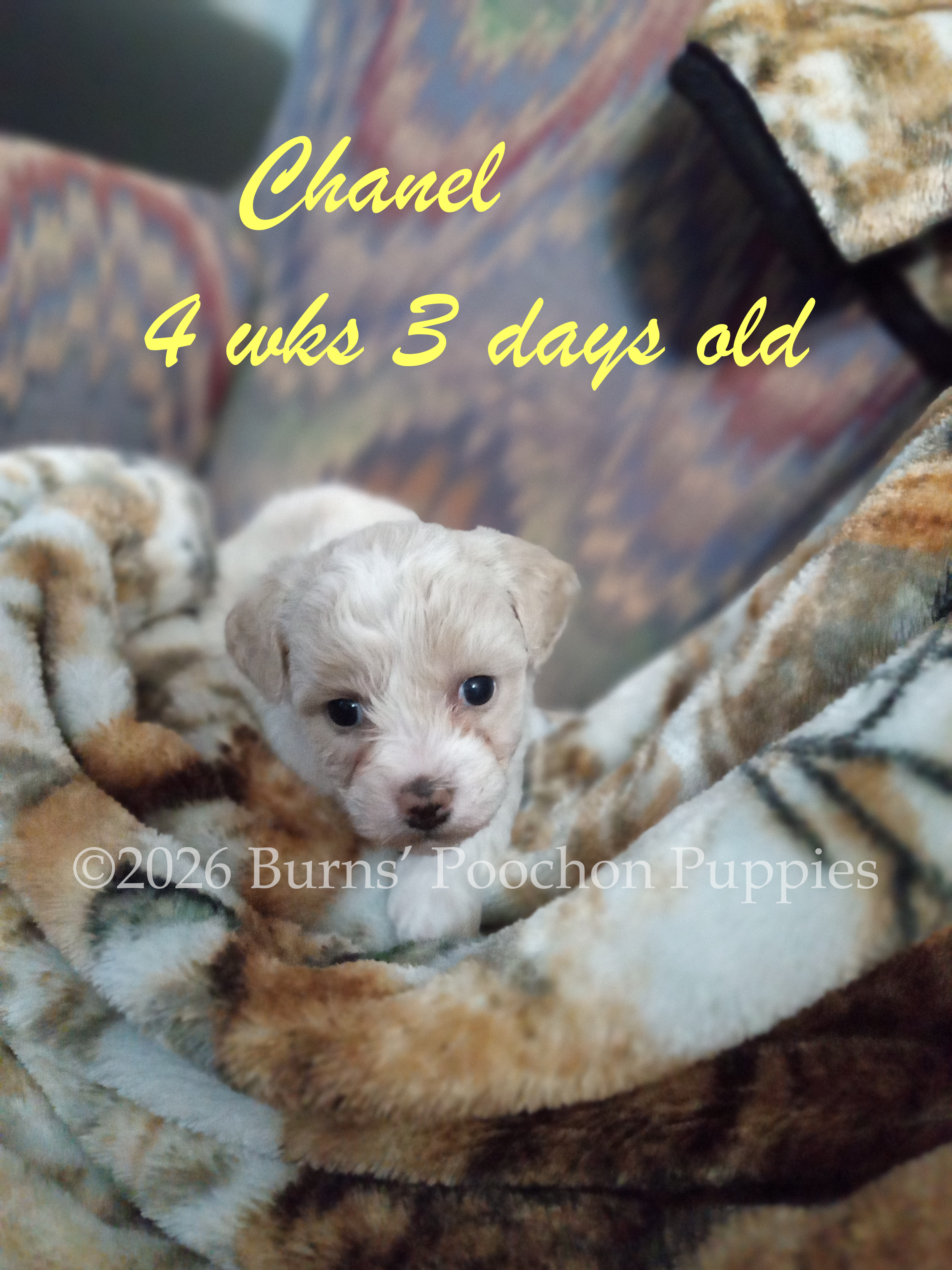 Poochon puppy Chanel at 4 wks 3 days