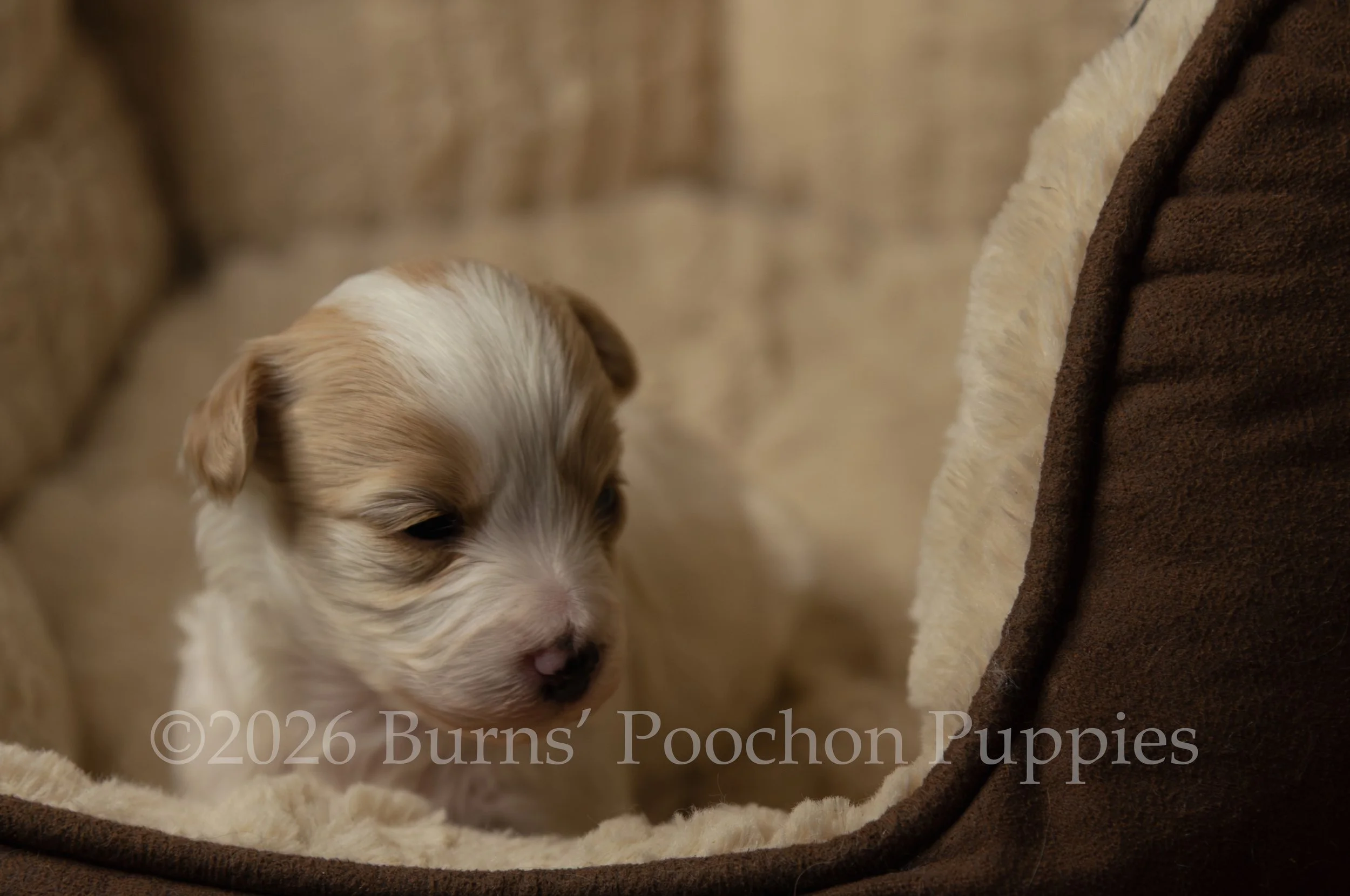 Rosie, female F1B Bichpoo Puppy at 3 weeks old.