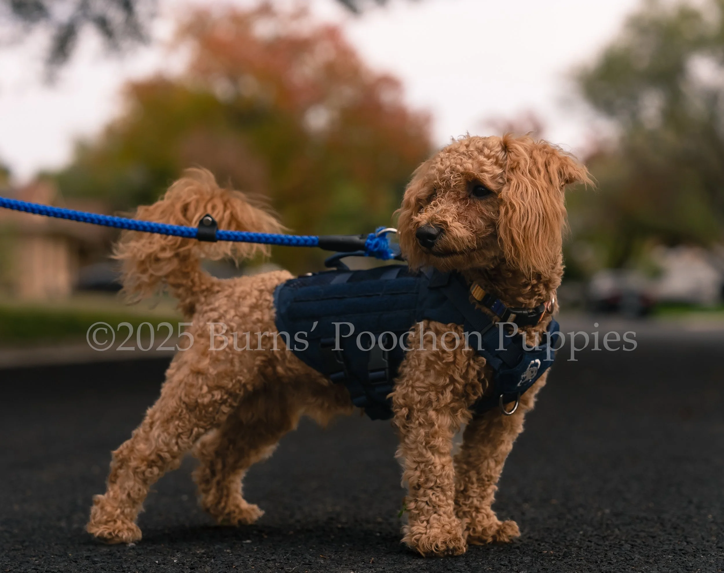 Bentley, half Bichon Frise and half MiniPoodle is on a leash standing outside wearing a blue vest.
