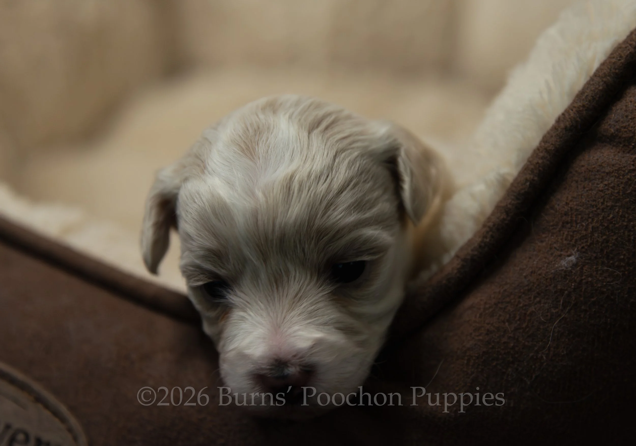 Chanel, female F1B Bichpoo Puppy at 3 weeks old.