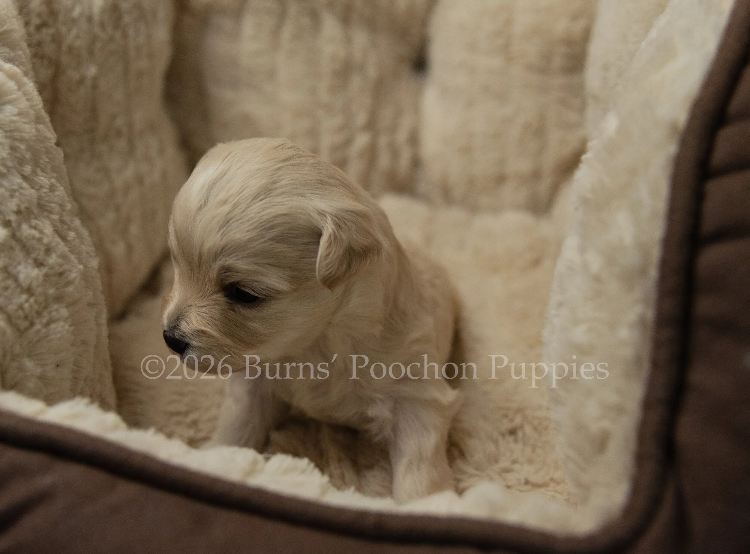 Ginny, female F1B Bichpoo Puppy at 3 weeks old.