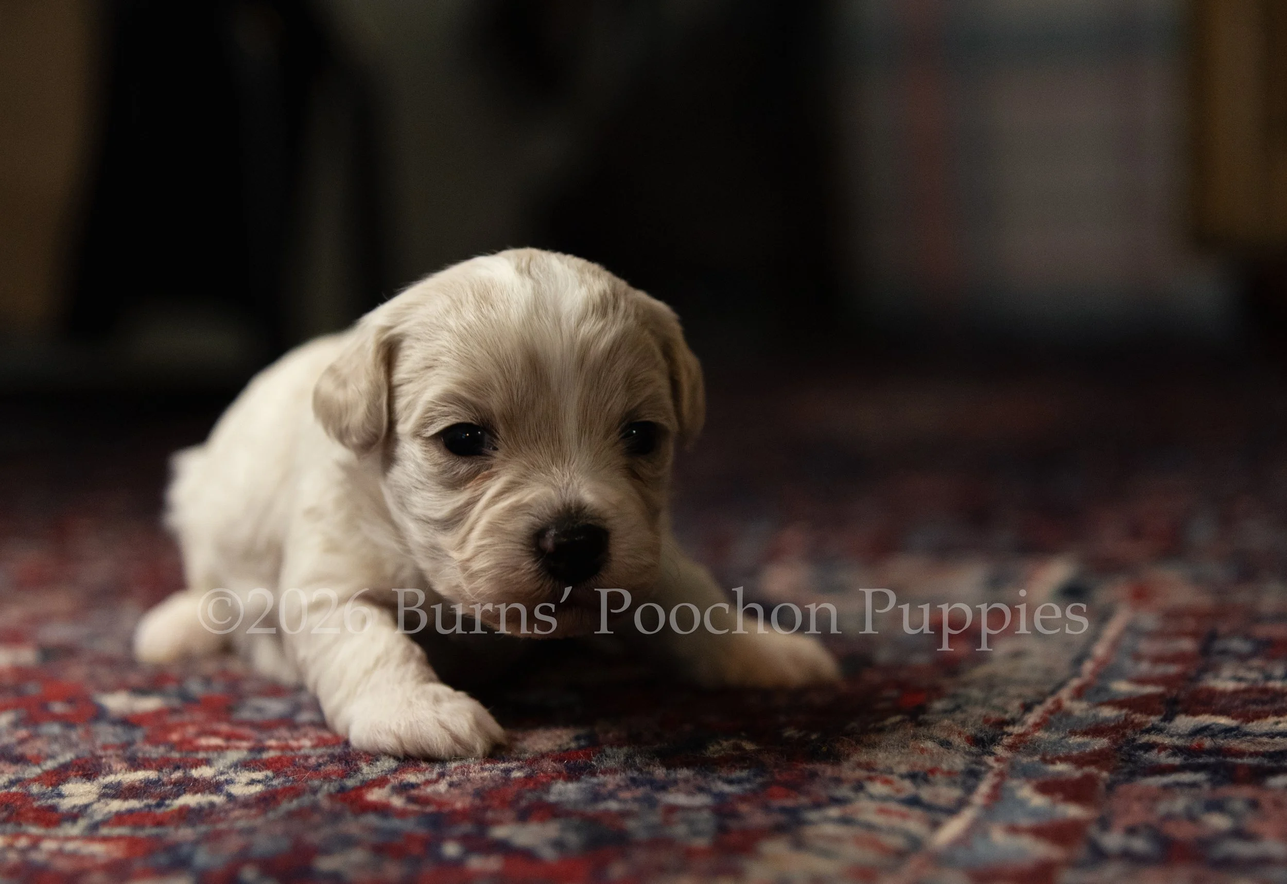 Gatsby, male F1B Bichpoo Puppy at 3 weeks old.