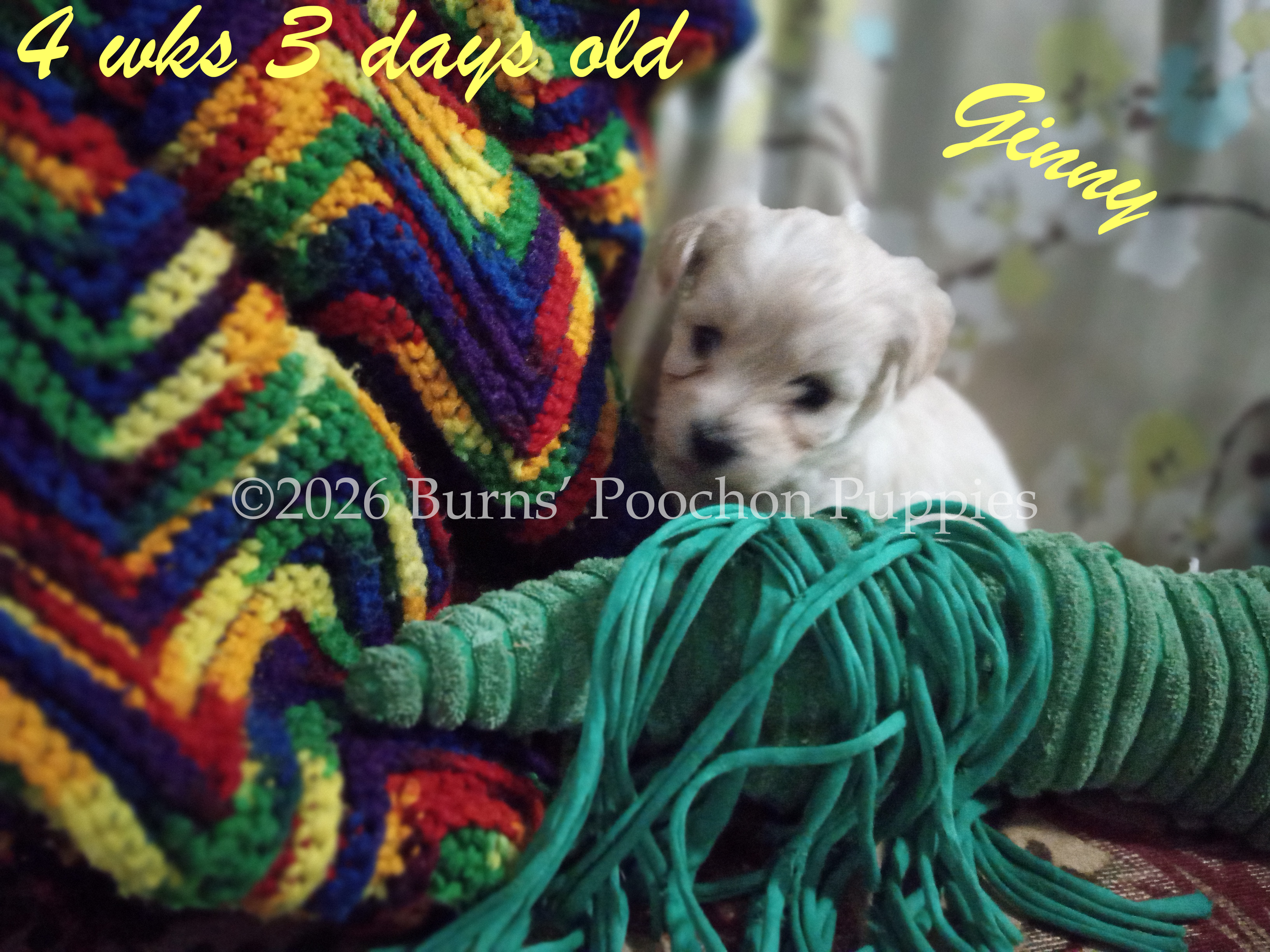 Poochon puppy Ginny at 4 wks 3 days