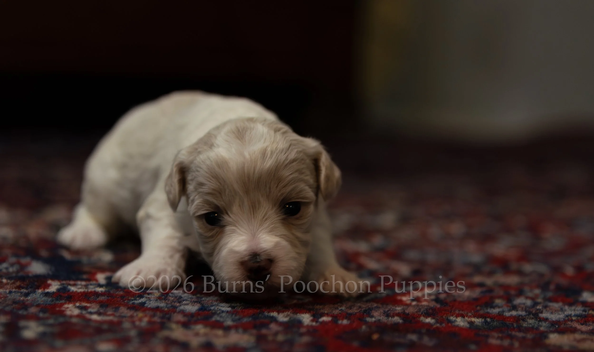 Chanel, female F1B Bichpoo Puppy at 3 weeks old.