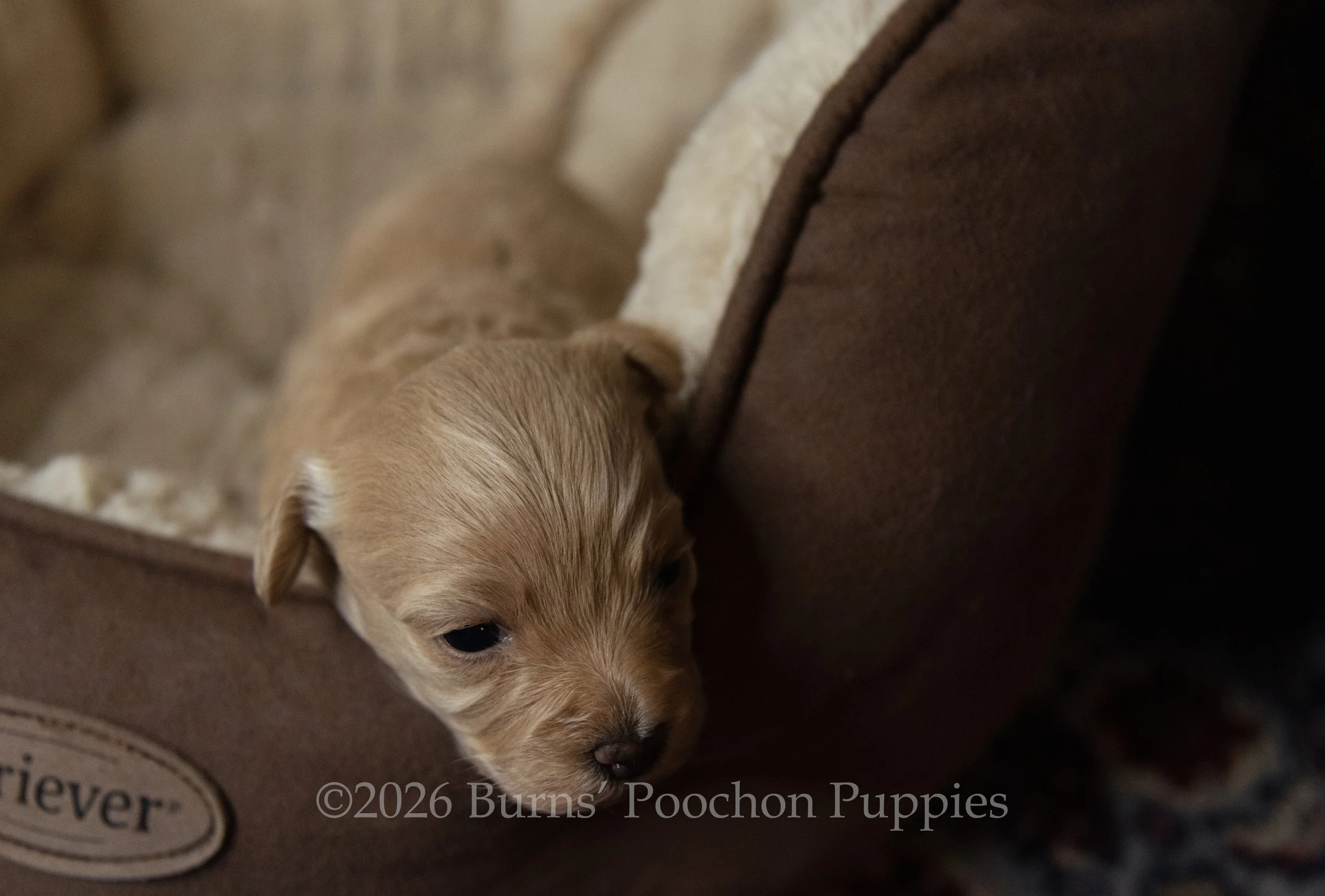 Olive, female F1B Bichpoo Puppy at 3 weeks old.