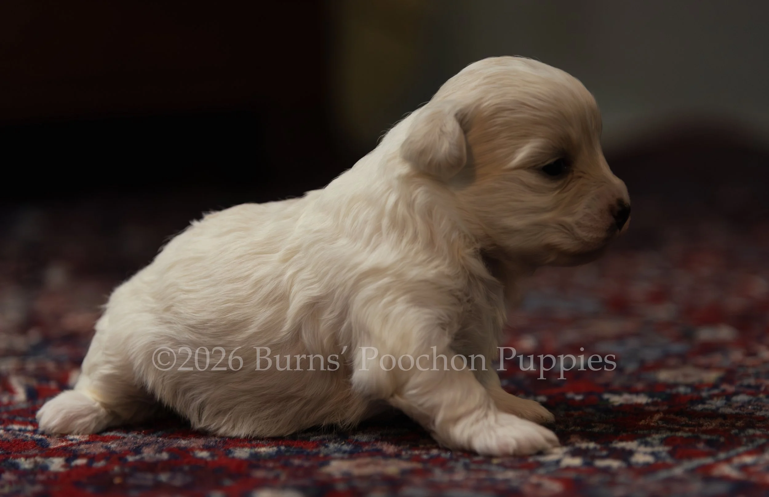 Dutchess, female F1B Bichpoo Puppy at 3 weeks old.