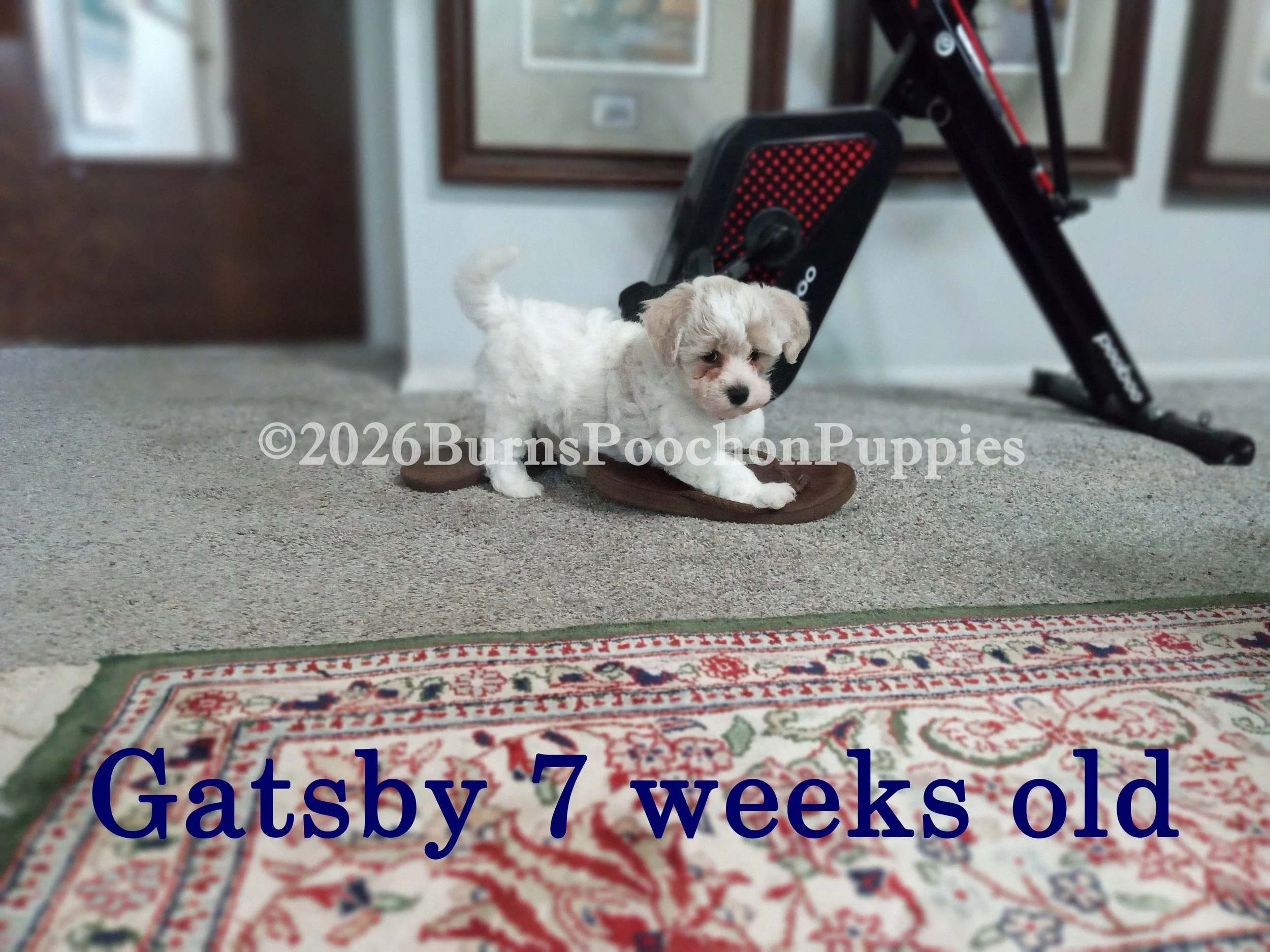 Gatsby, 7 wk old poochon puppy