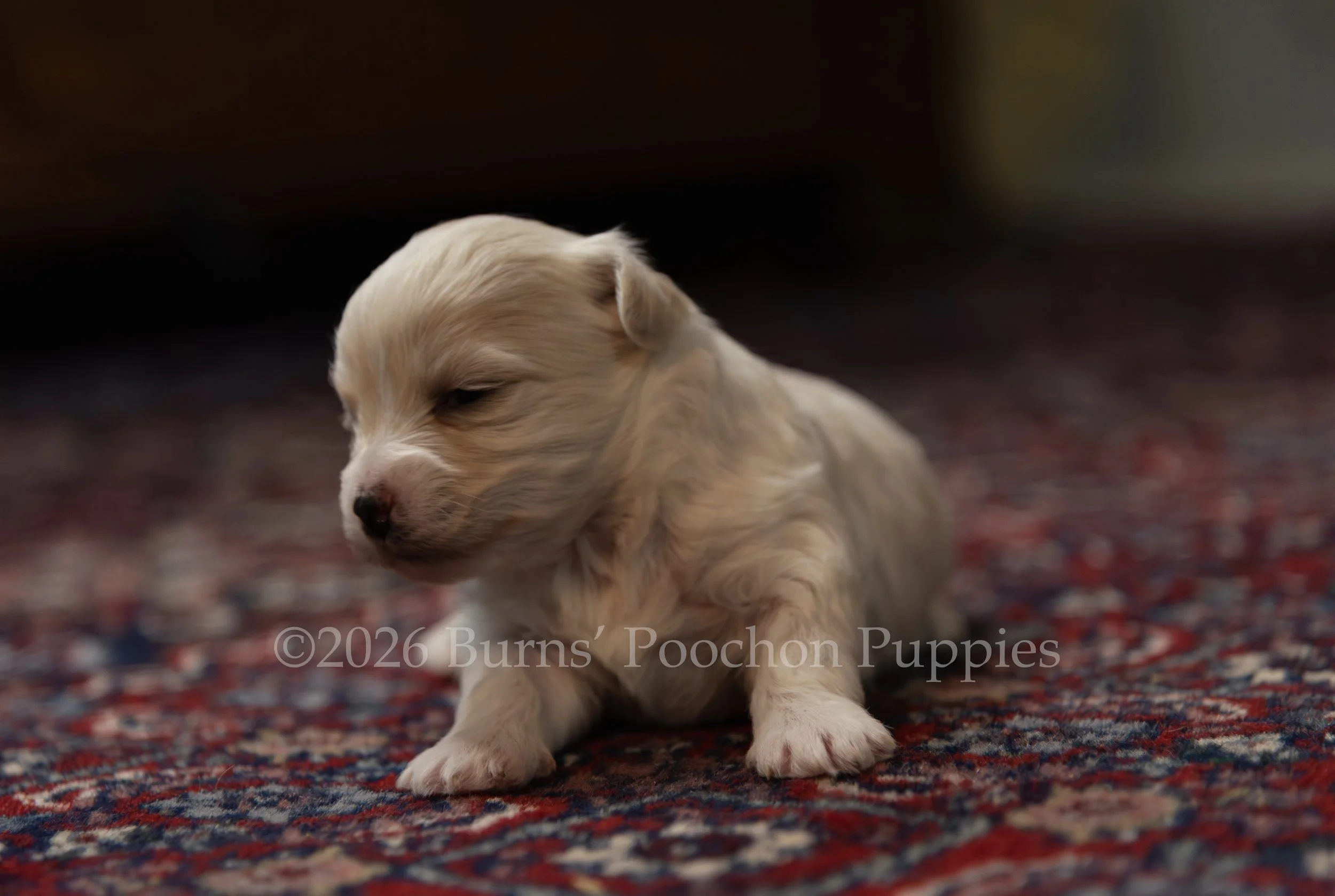 Dutchess, female F1B Bichpoo Puppy at 3 weeks old.