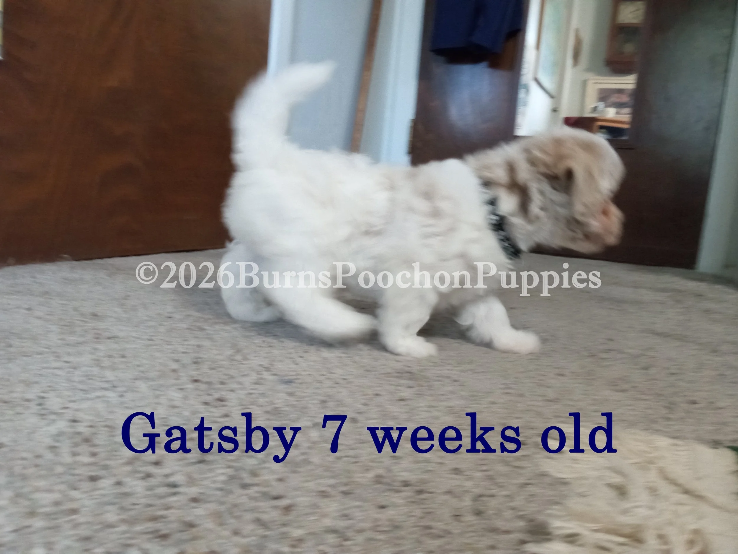 Gatsby, 7 wk old poochon puppy