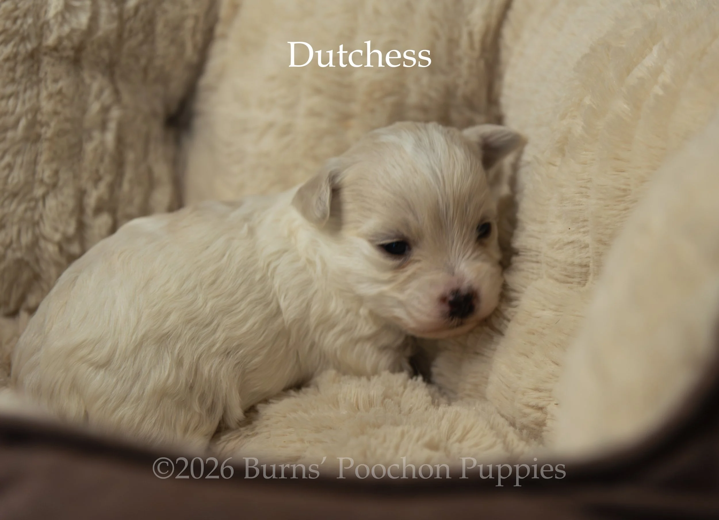 Dutchess, a female F1B Poochon Puppy sitting for their portrait.