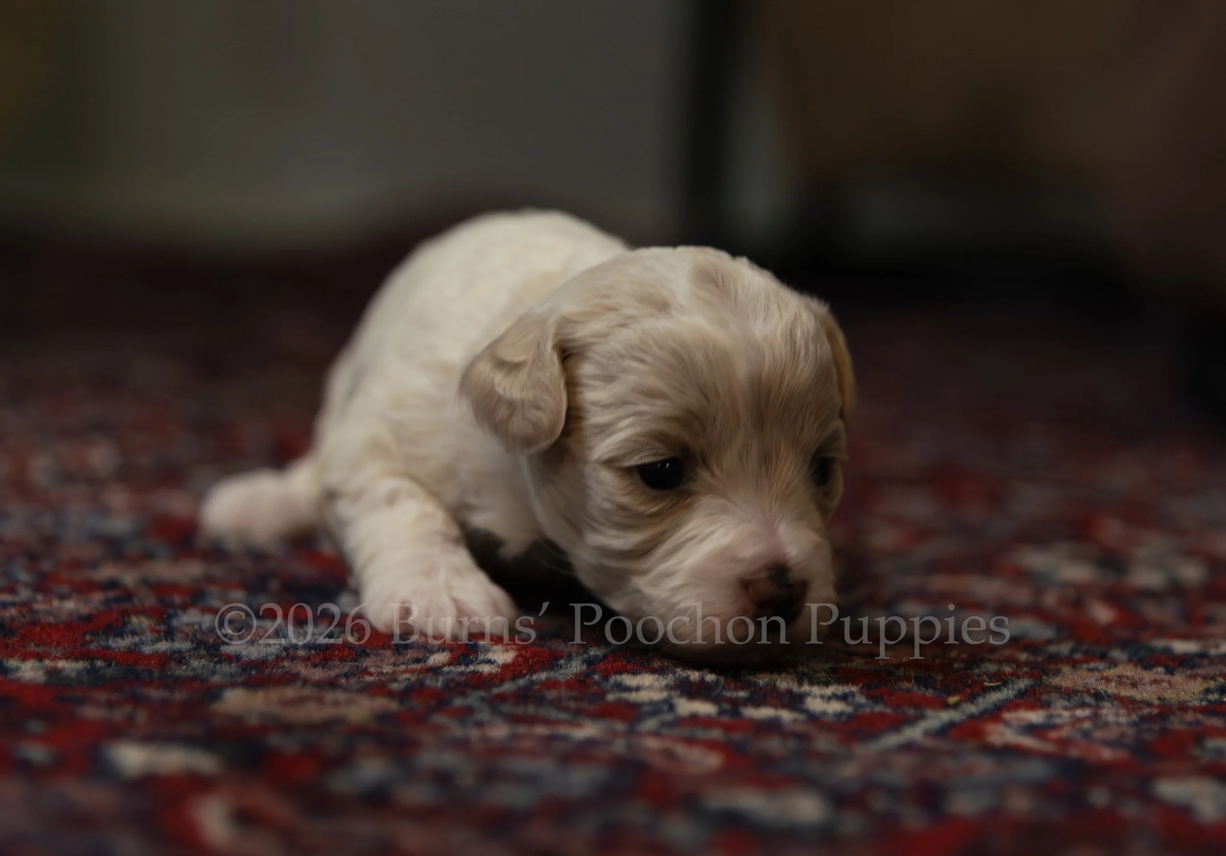 Chanel, female F1B Bichpoo Puppy at 3 weeks old.