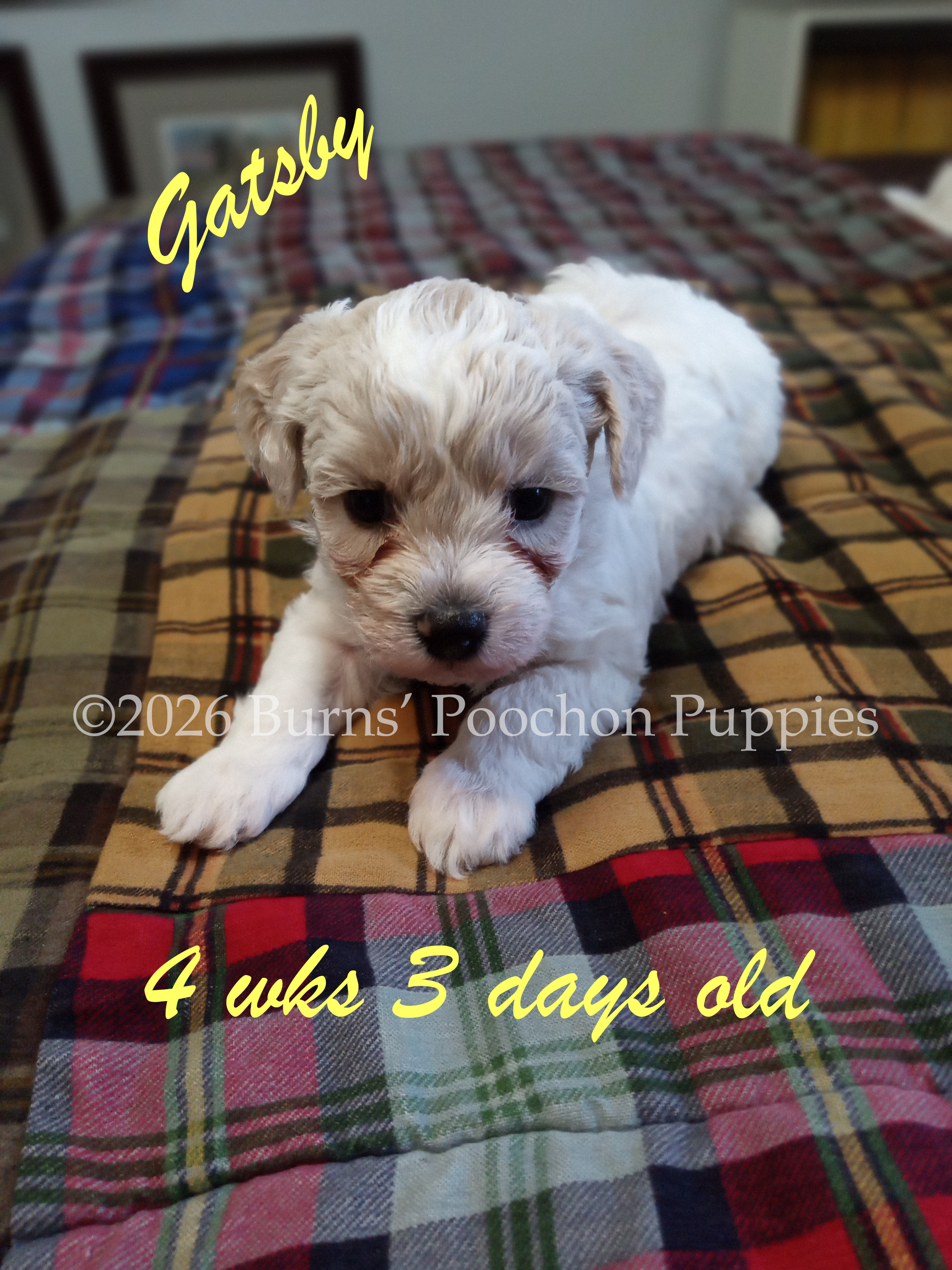 Poochon puppy Gatsby at 4 wks 3 days