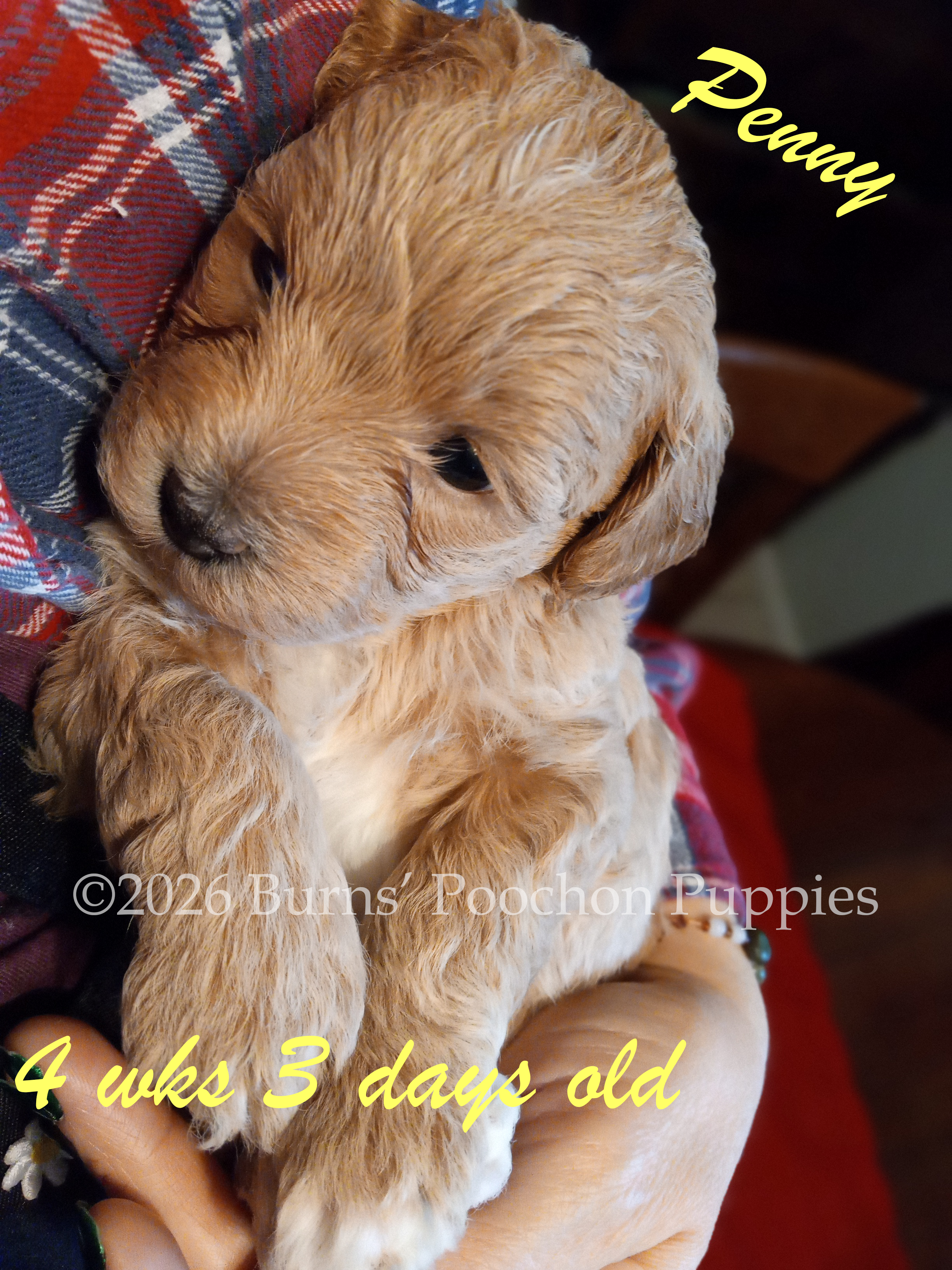 Poochon puppy Penny at 4 wks 3 days