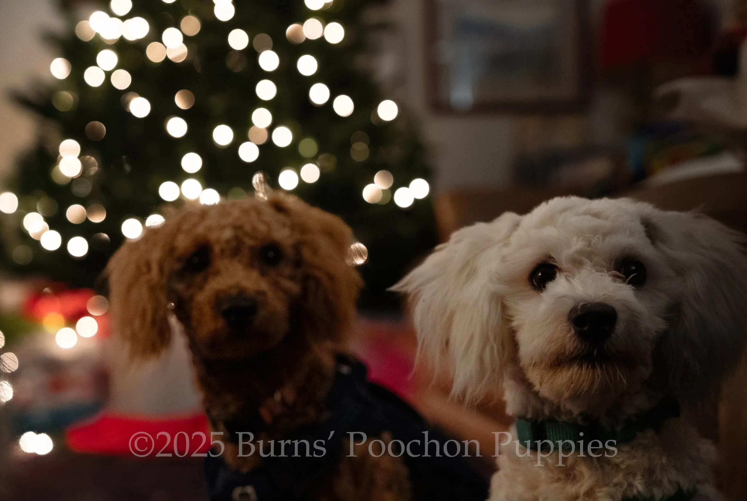 Bentley, a half bichon frise and half minipoodle sitting together in front of a Christmas tree looking forward.
