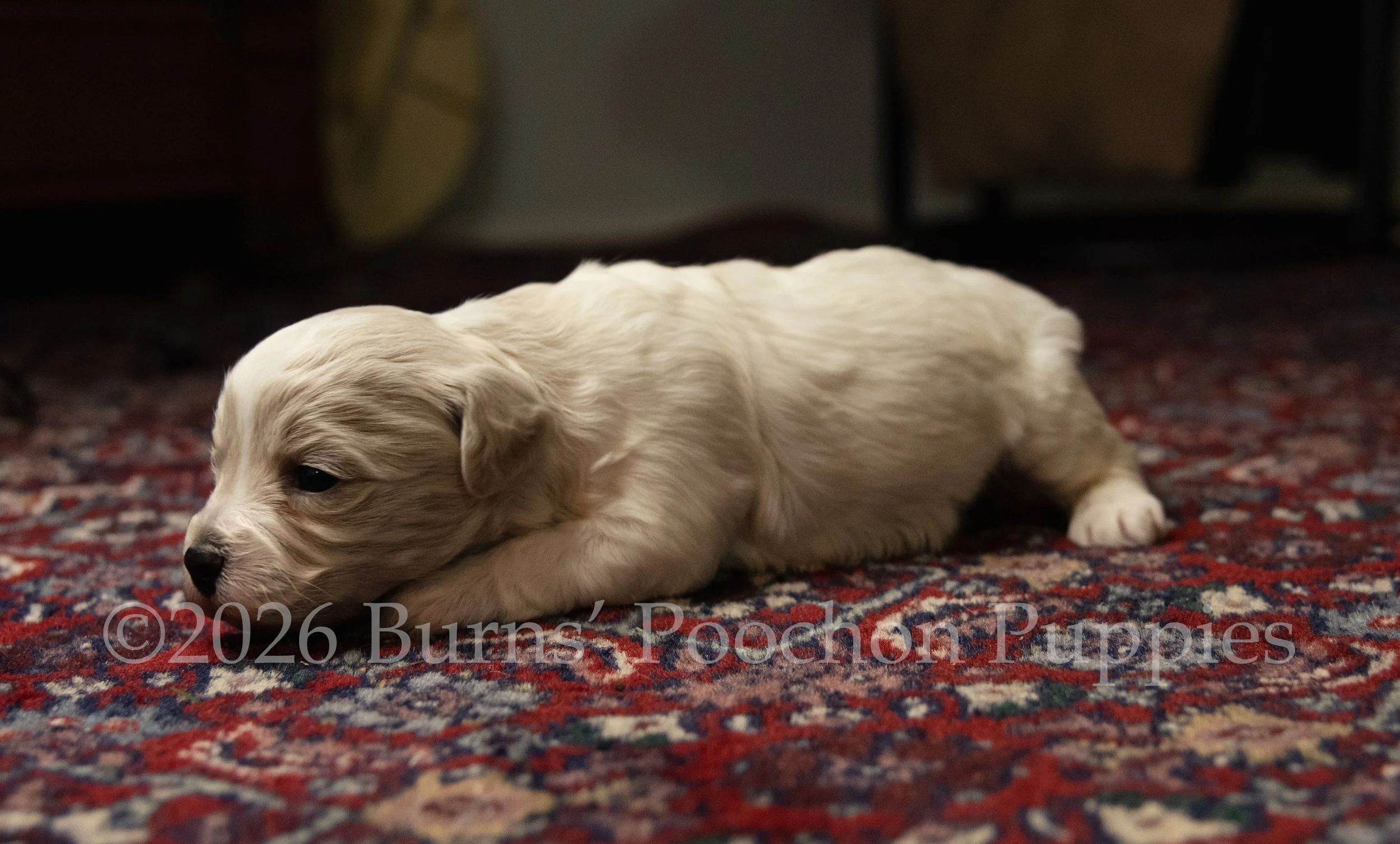 Gatsby, male F1B Bichpoo Puppy at 3 weeks old.