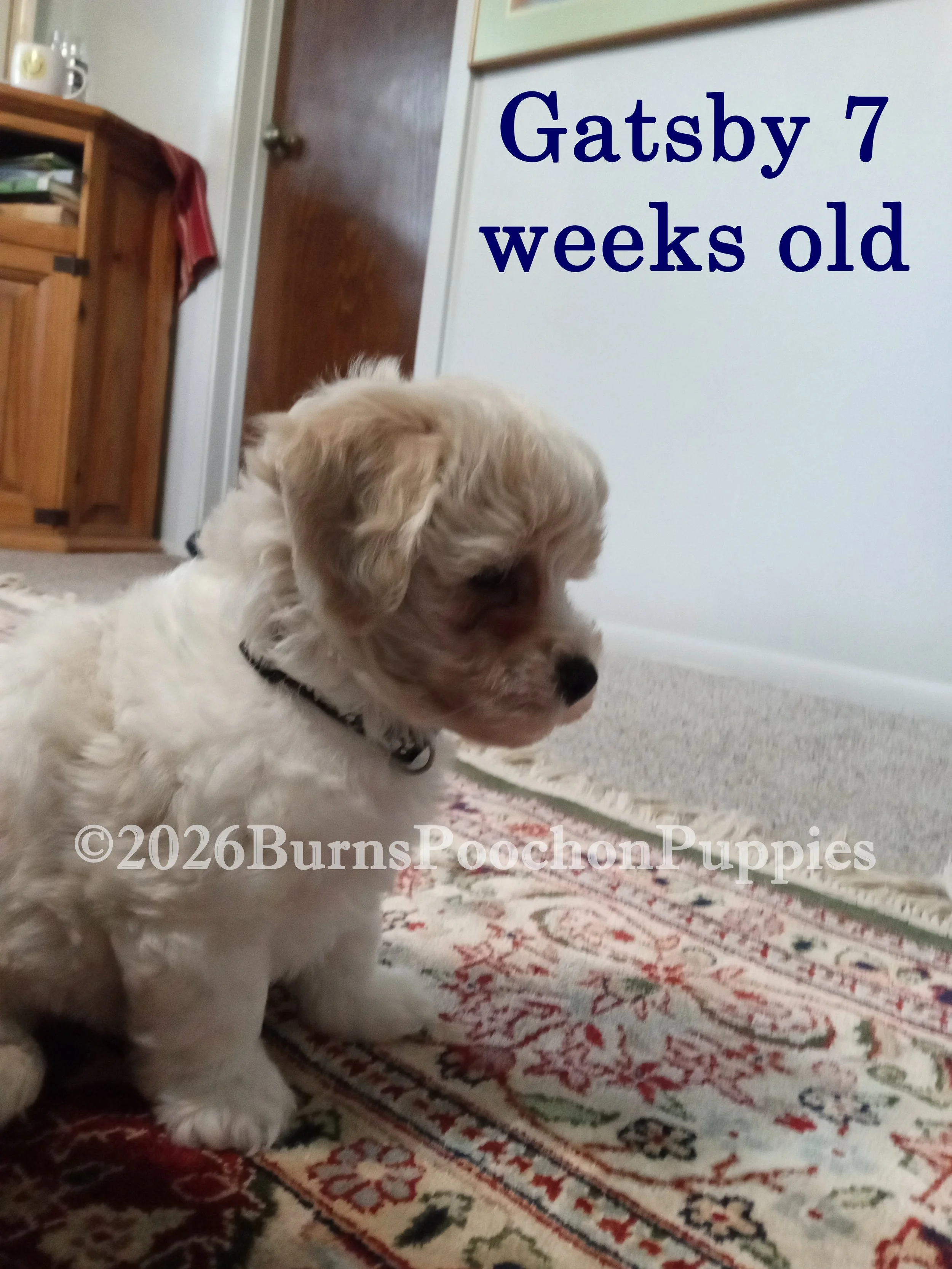 Gatsby, 7 wk old poochon puppy
