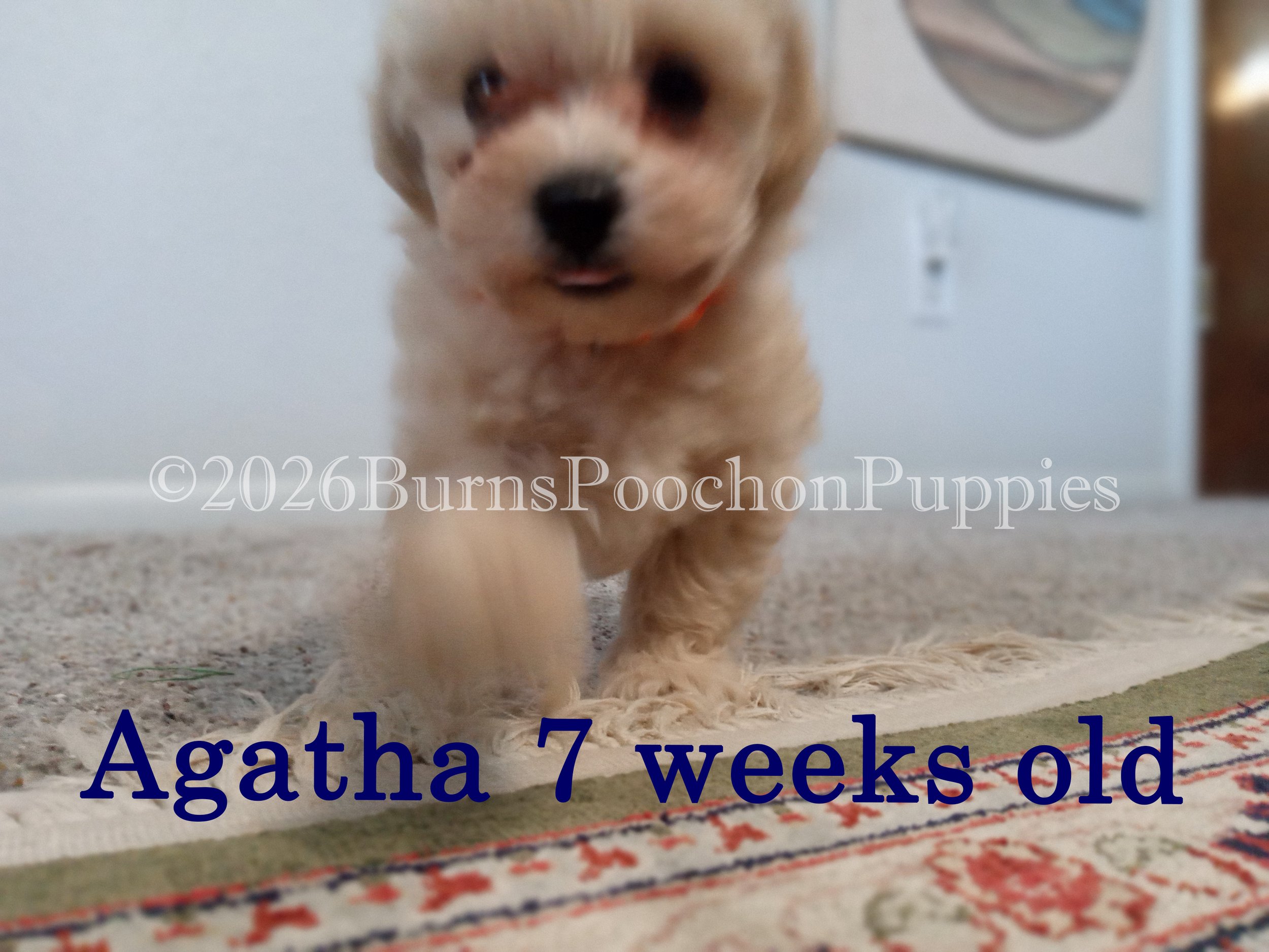 Agatha, 7 wk old poochon puppy