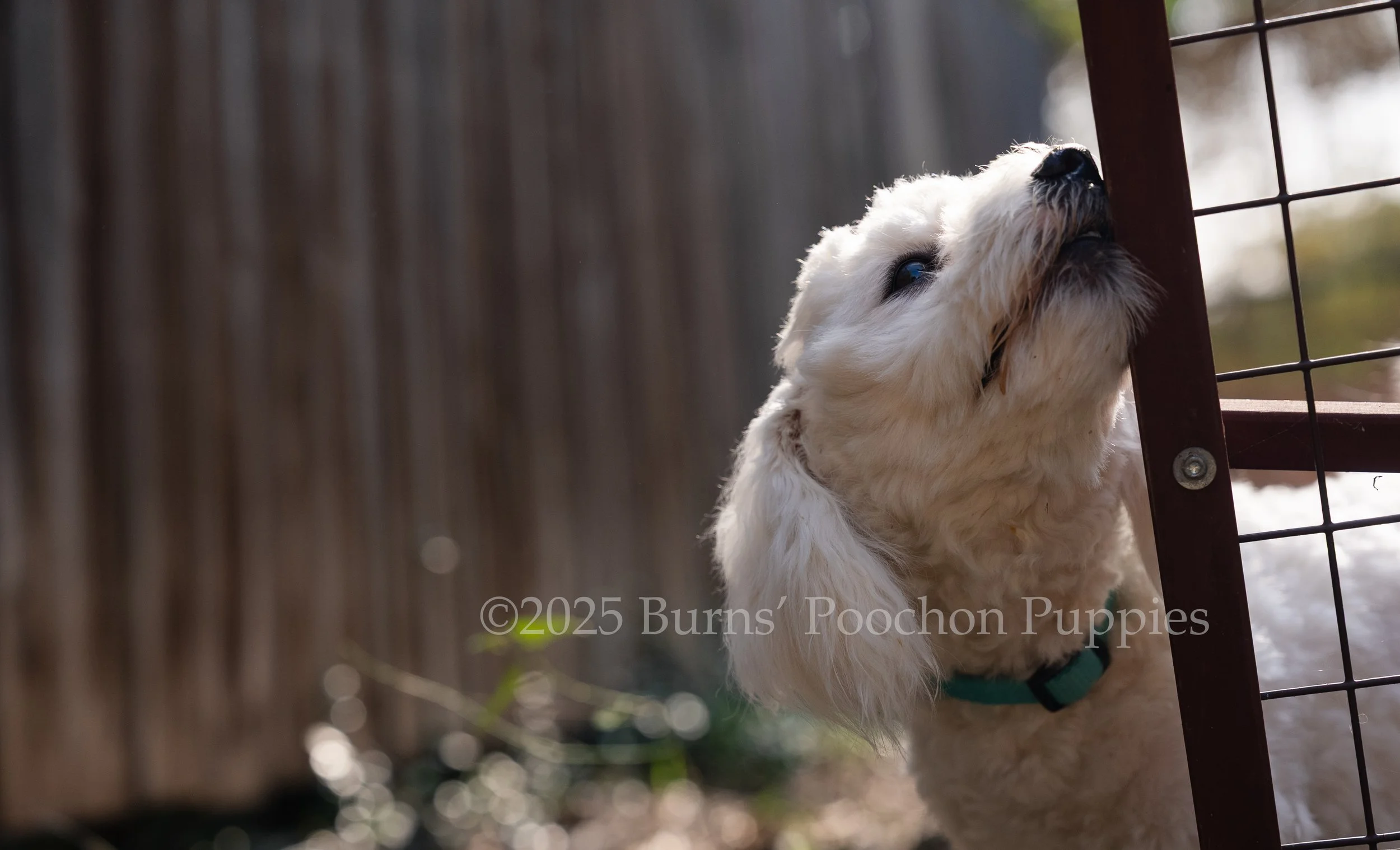 Millie, a full blooded Bichon Frise, is standing outside touching a small gate to the side and looking upward.